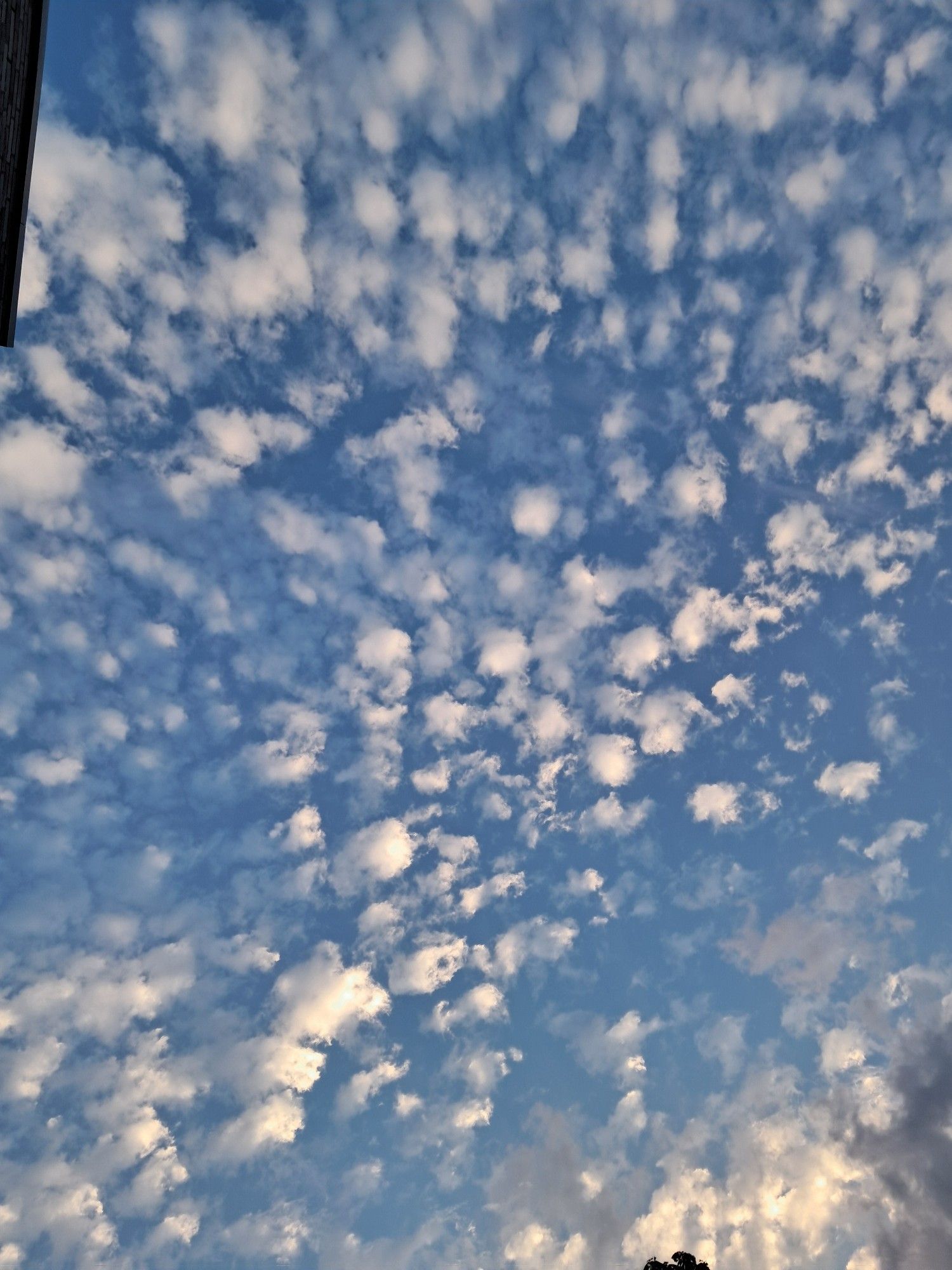 Photo of a blue sky and a lot of small fluffy cotton ball clouds. Almost looks like a painting.