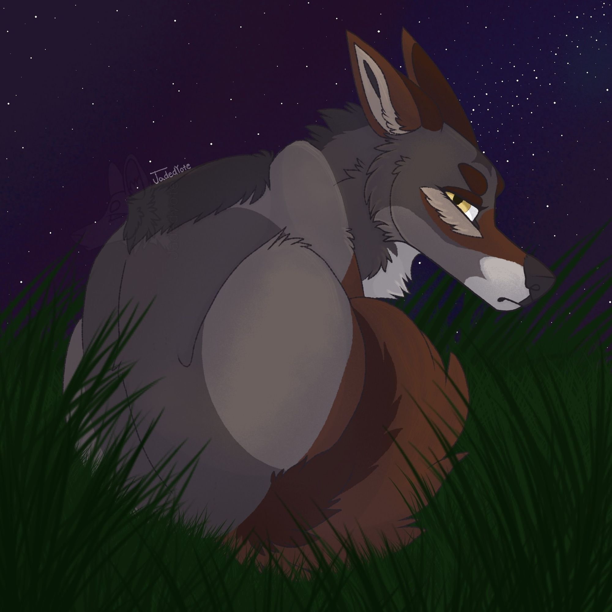 A grey and brown coyote laying in a grass field underneath a night sky full of stars.