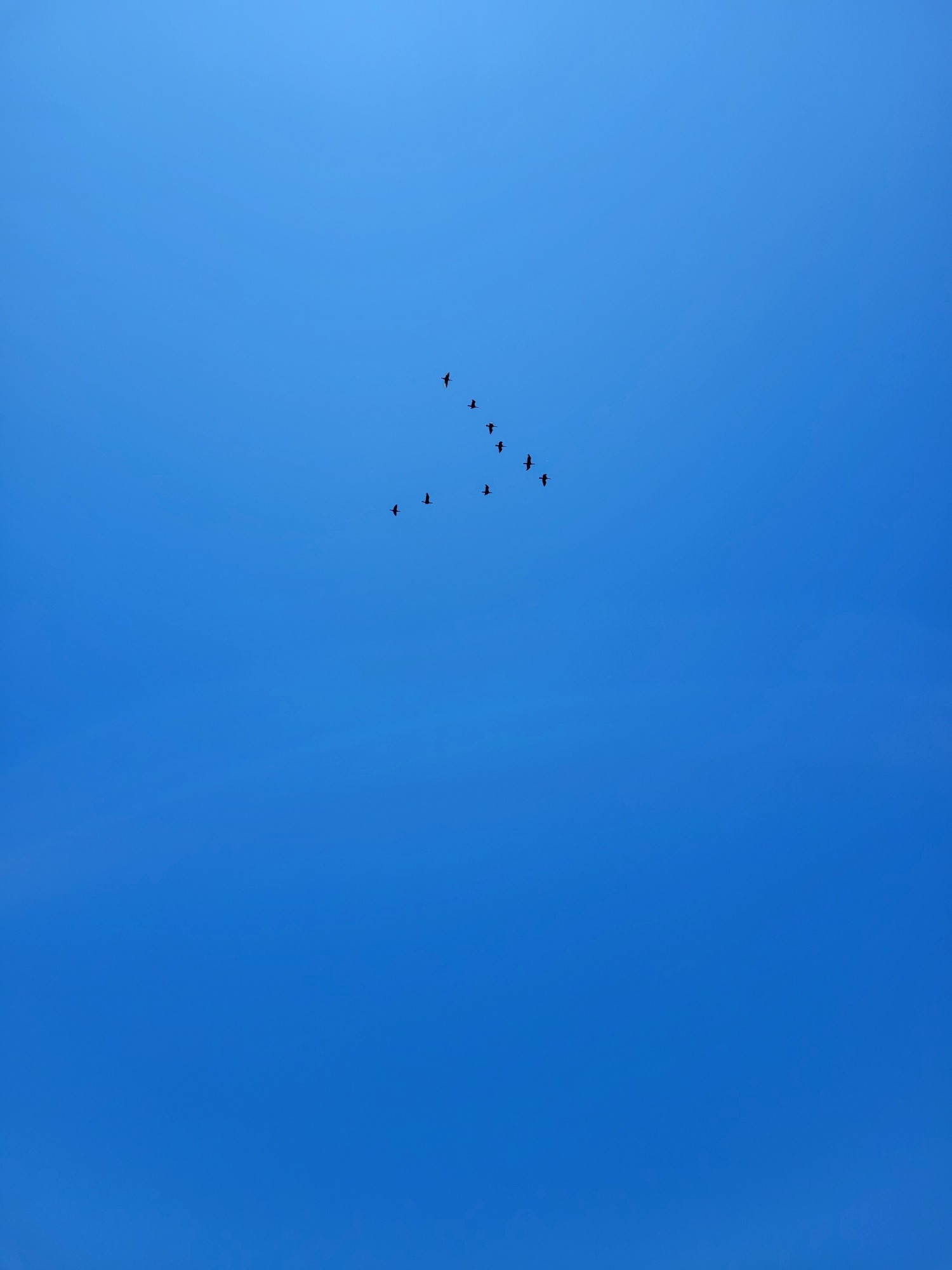 a flock of cormorants in the distance within a royal blue sky