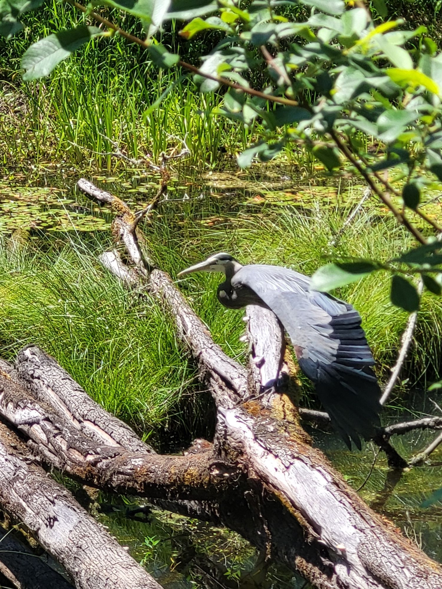 semi-fuzzy photograph of a great blue heron perched on a fallen tree, stretching its wings downward