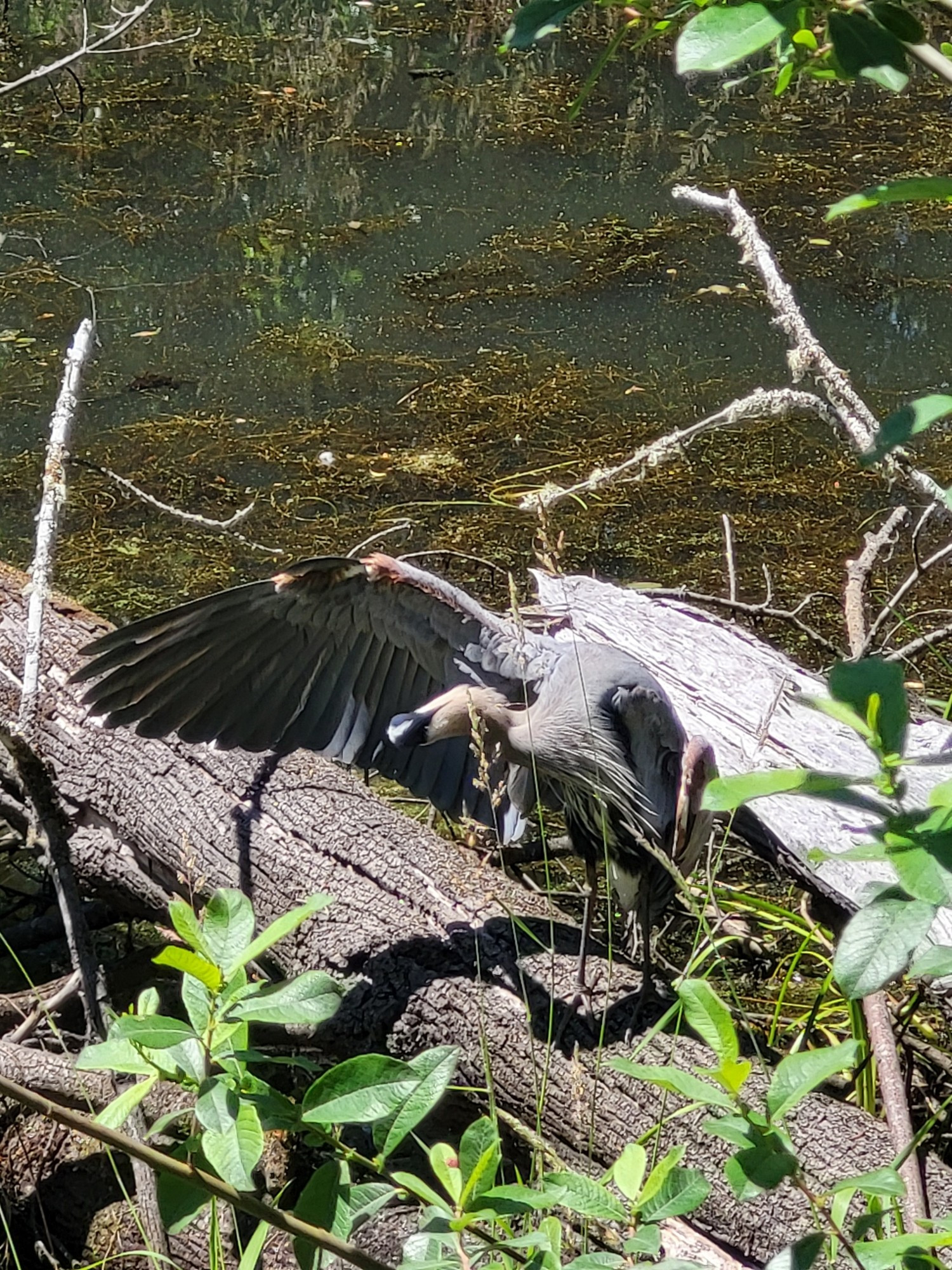 the same great blue heron perched on a fallen tree preening the inside of its wing