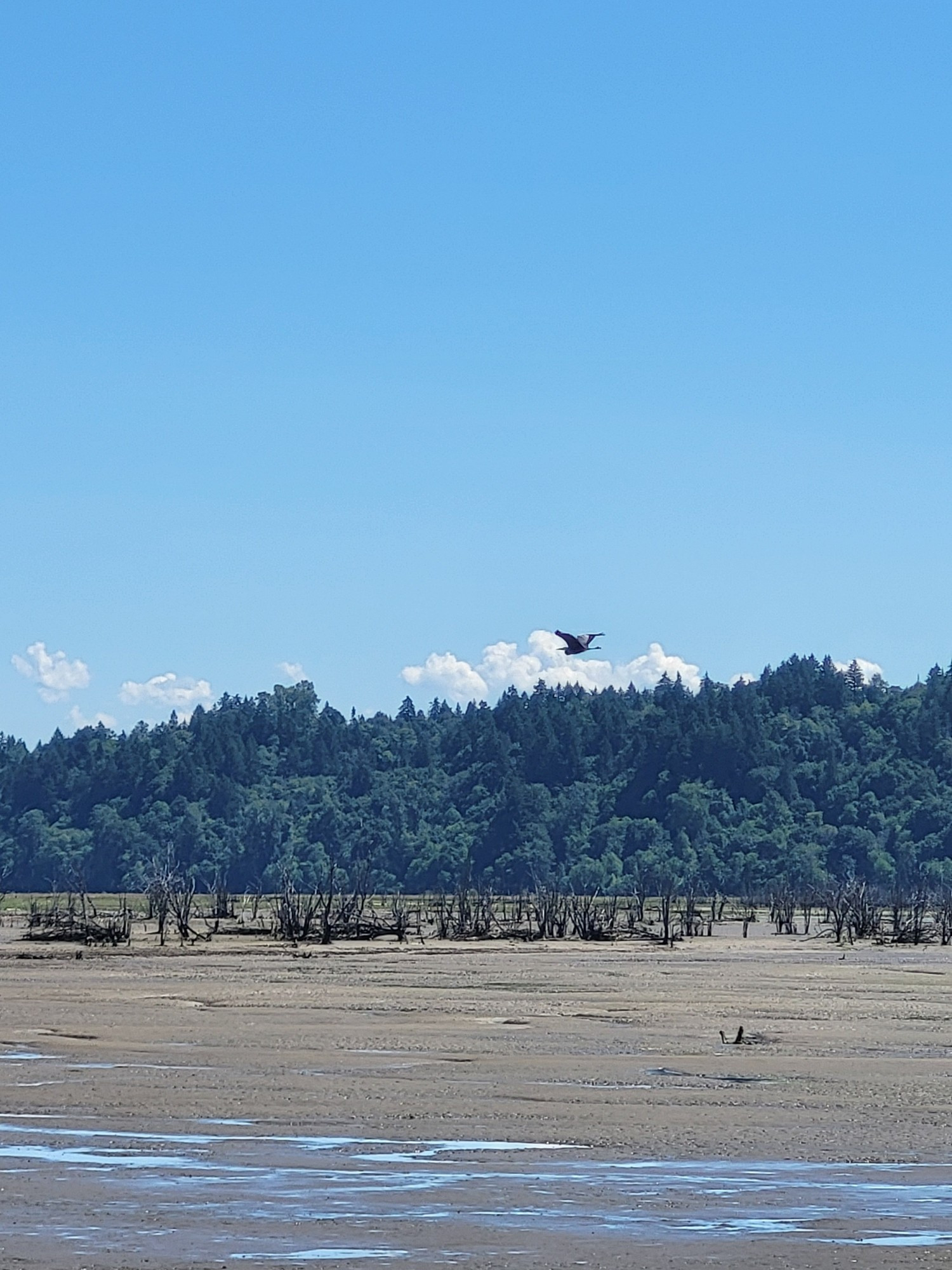 a great blue heron flying over a tide-out estuary