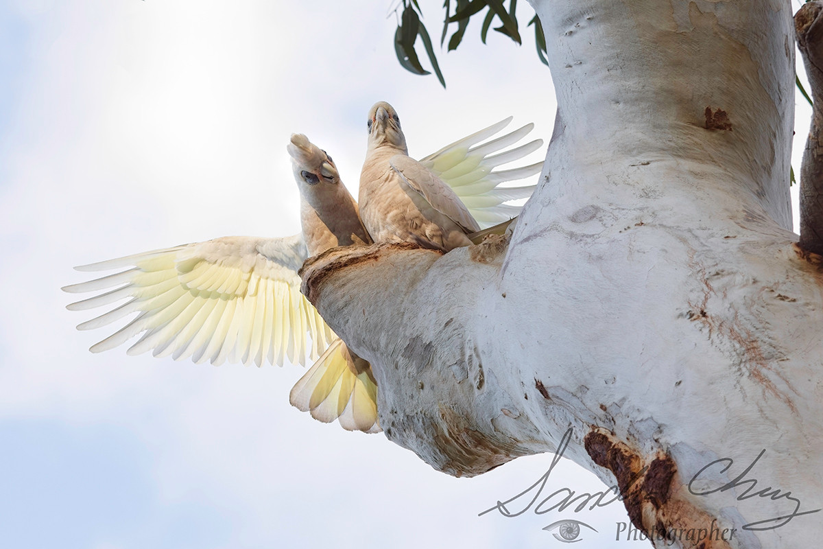 Short-Billed Corella male announcing to the world that this is his hen, and their soon to be nesting hole.