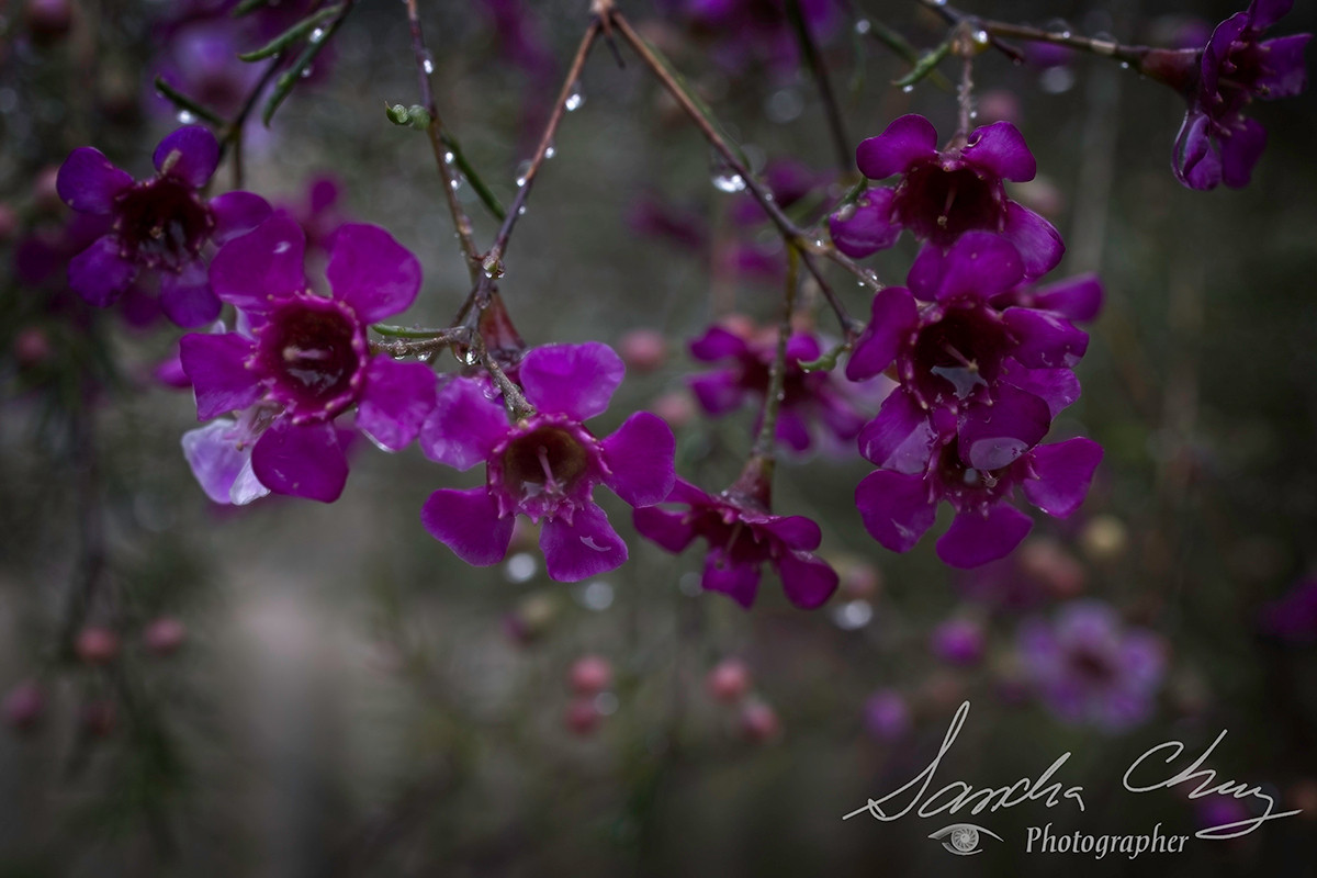 Geraldton Wax blossoms.