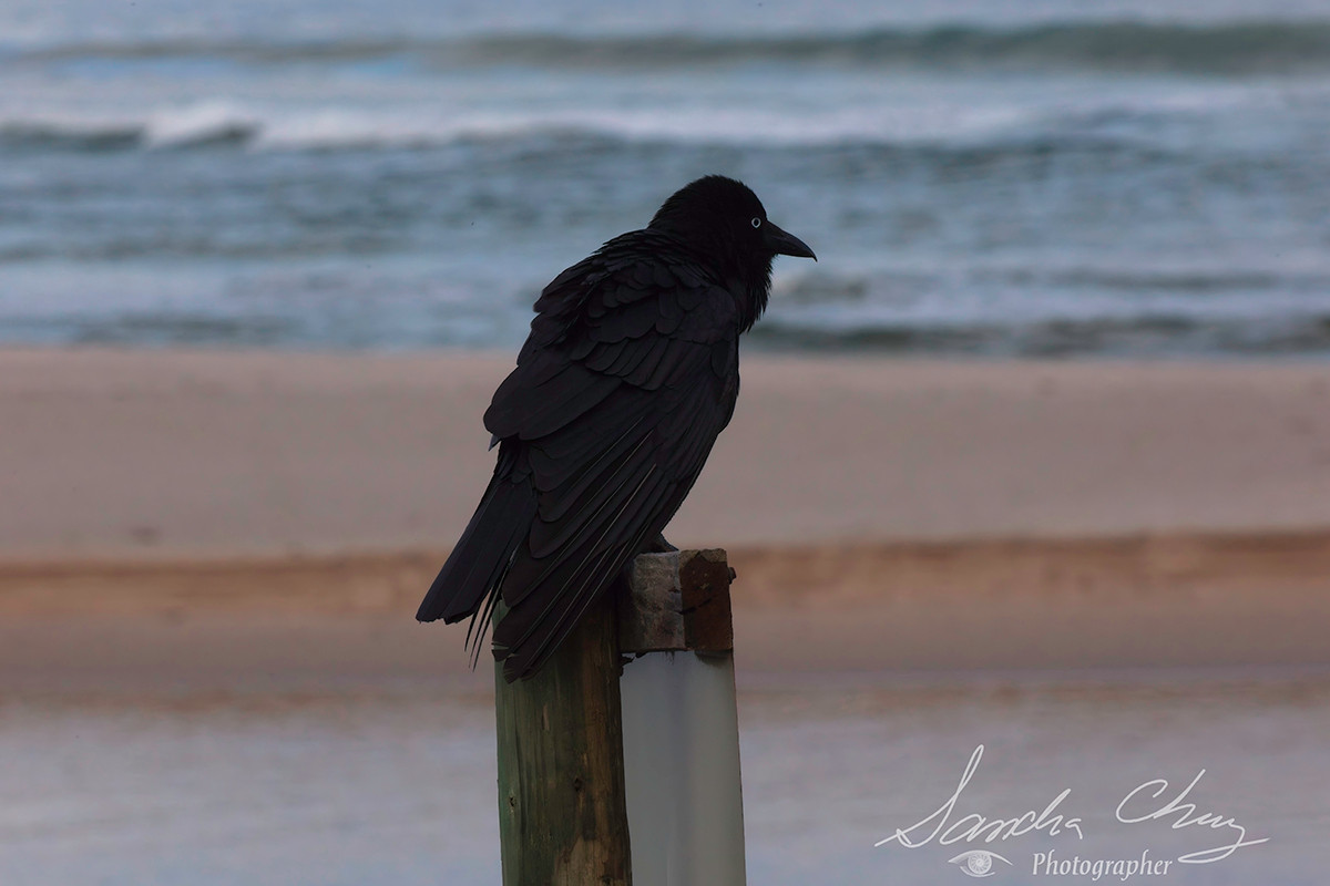 This raven refuses to leave his post, no matter how cold it gets. Denmark, Western Australia.