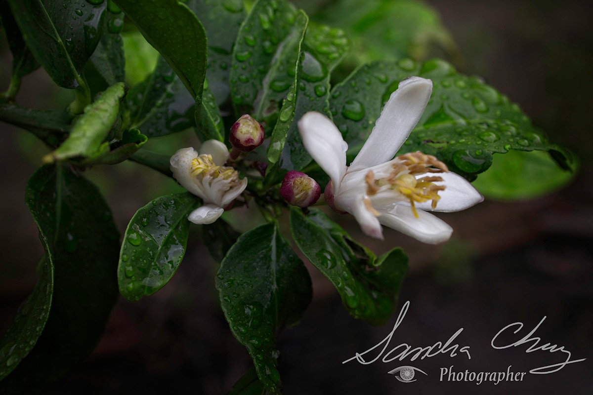 Orange blossoms in various stages of blooming.