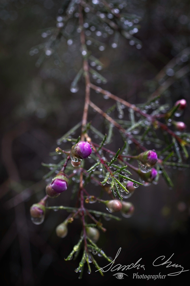 Geraldton Wax blossoms beaded with rain.