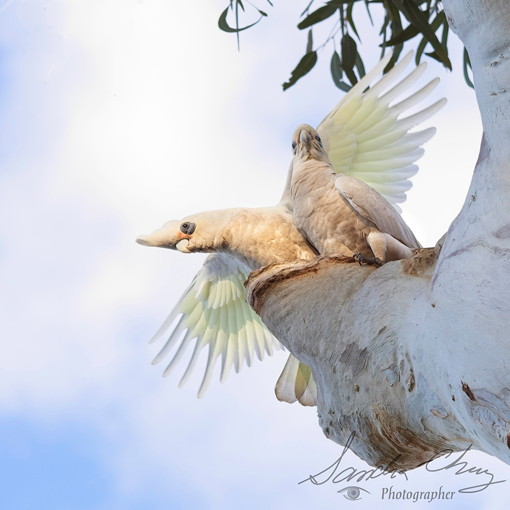 Short-Billed Corella male announcing to the world that this is his hen, and their soon to be nesting hole.