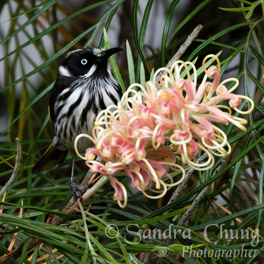 New Holland Honey-Eater perched and dining on a Sandra Gordon Grevilia