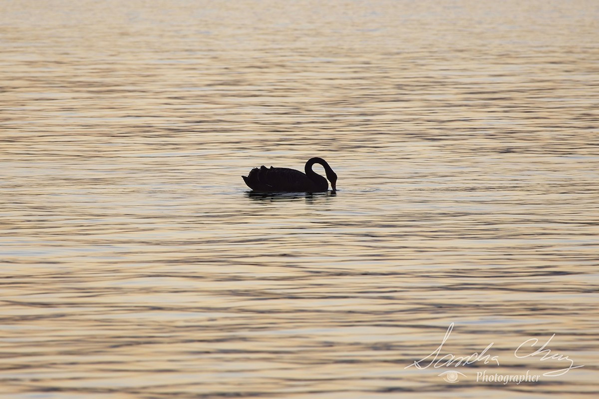 Black swan  on the Swan River, Point Walter, at sunset.