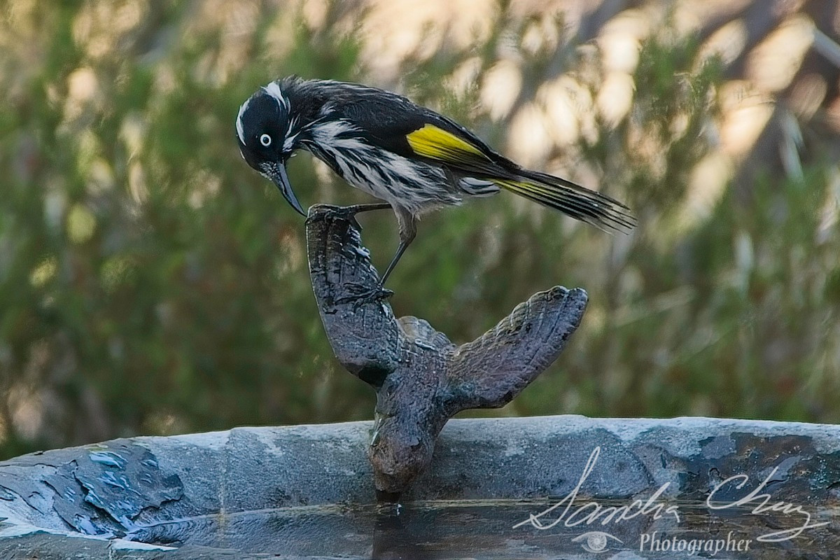 "Wow, this bird is very thirsty!"

New Holland Honey-Eater at the bird bath