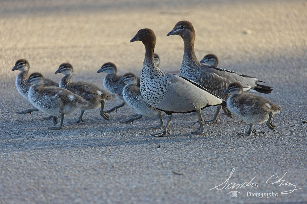 Australian Wood Ducks with 8 ducklings.