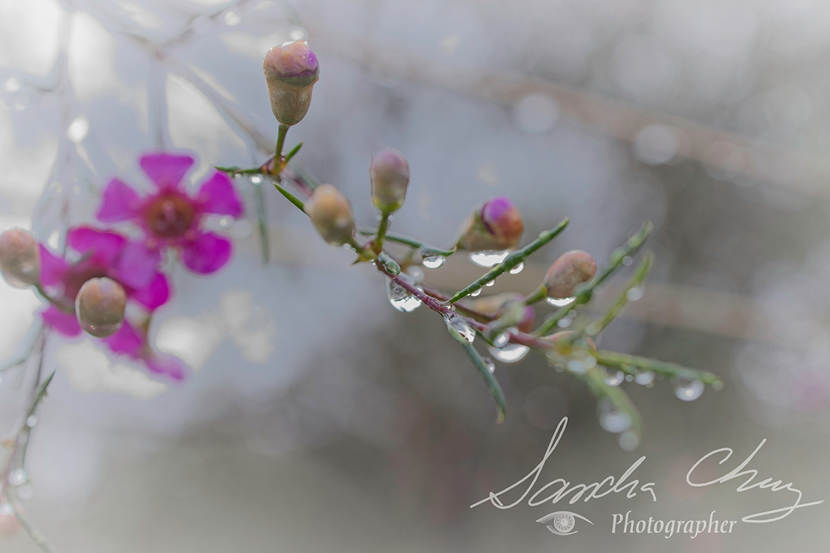 Geraldton Wax Buds beaded with rain.