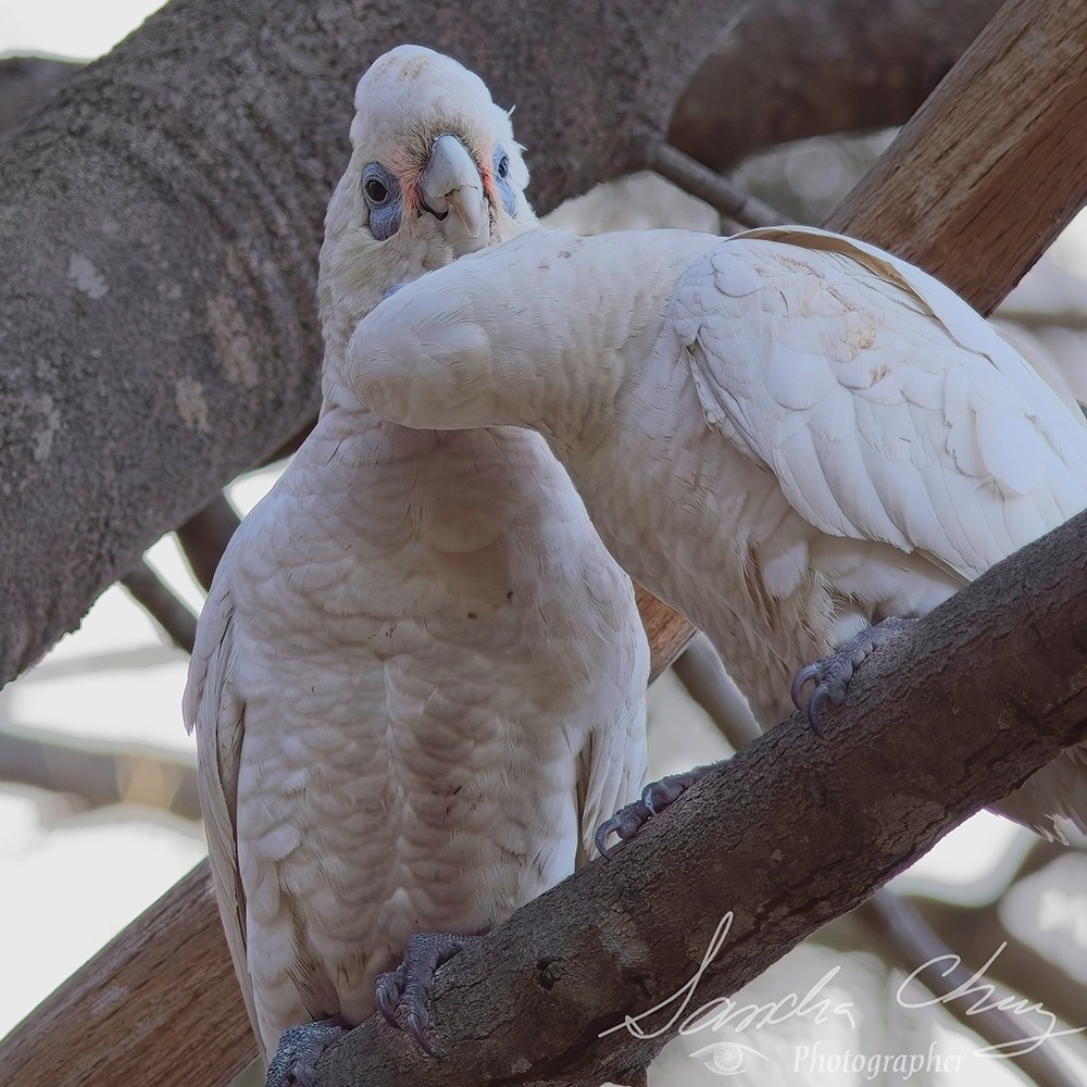 Short-Billed Corellas engaging in mutual grooming