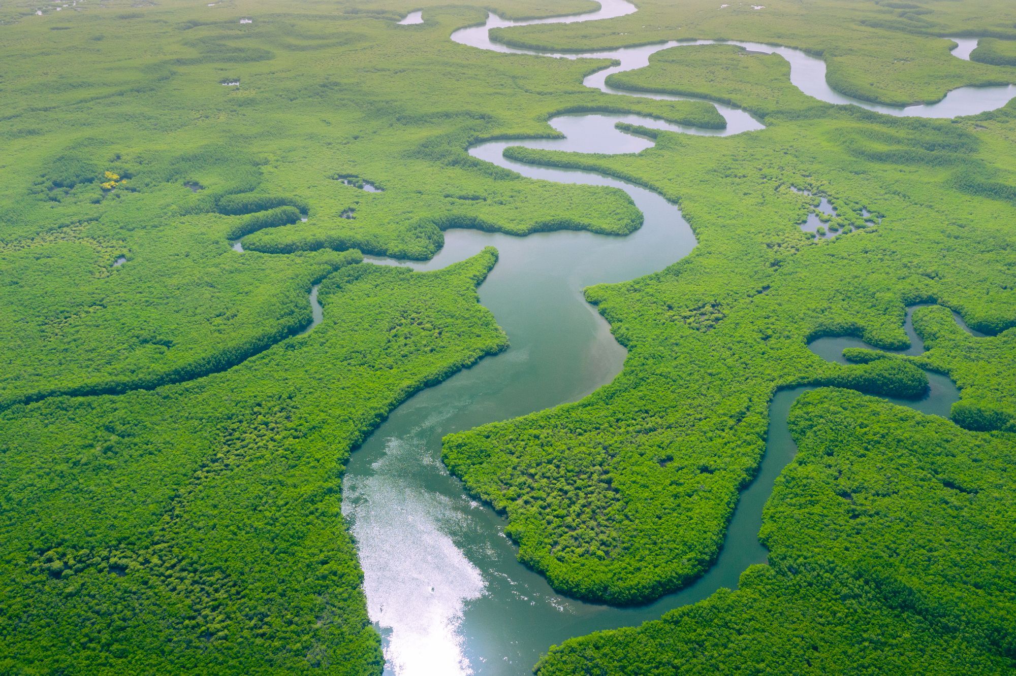 an aerial picture of the Amazon River (Brazil) winding through a large, green floodplain filled with wetland vegetation