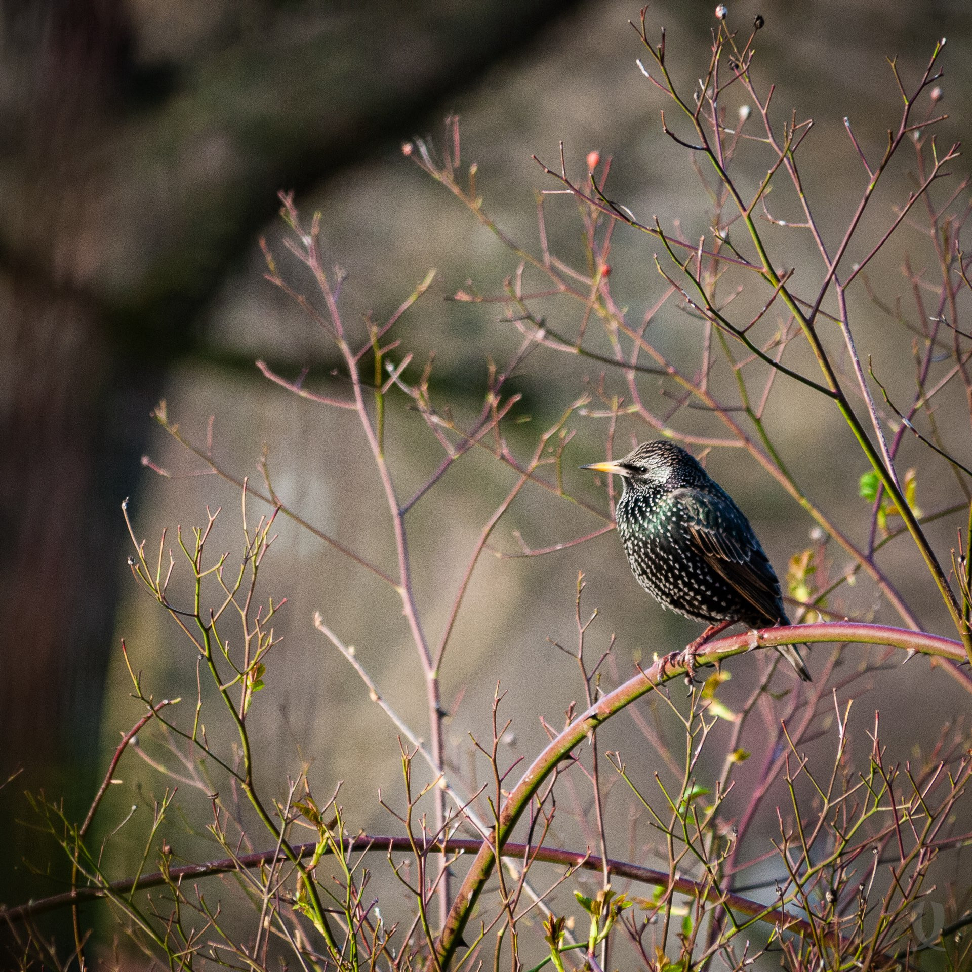 A colour photograph of a glossy iridescent starling perched on the rose bush in our garden.