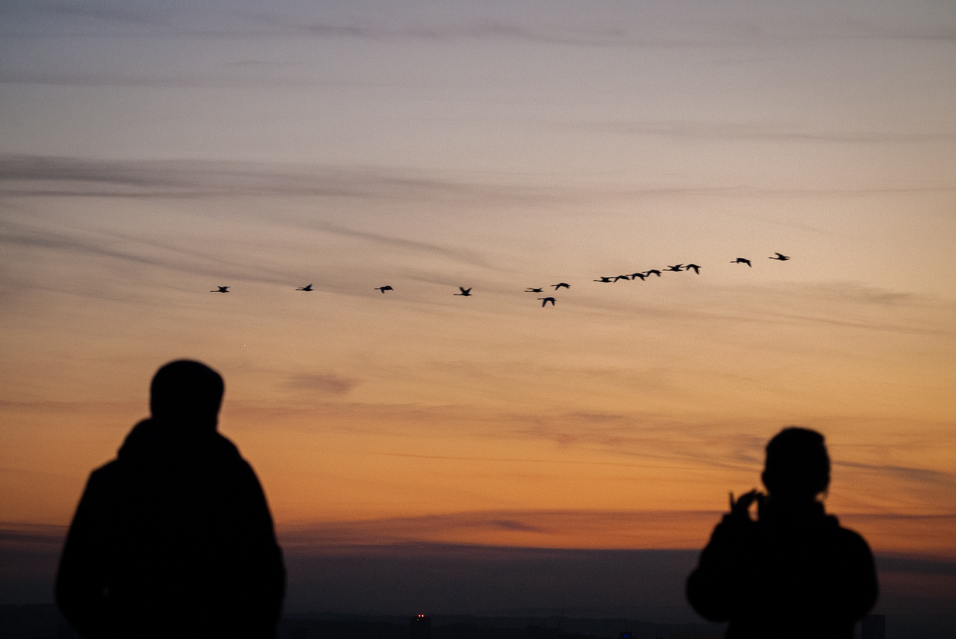 A colour photograph of a flock of fifteen geese heading south, silhouetted against a dusky sunset sky. Two figures are silhouetted and out of focus in the foreground. A man is on the left and the woman on the right is holding a smartphone photographing the scene.