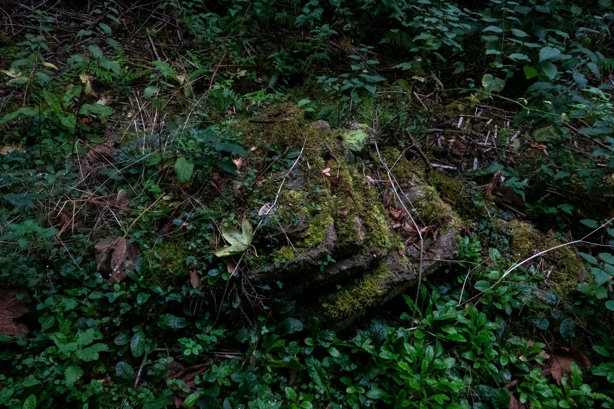 A number of flat stone slabs are piled hapazardly against each other in a forest, with moss and undergrowth growing on them and surrounding them.