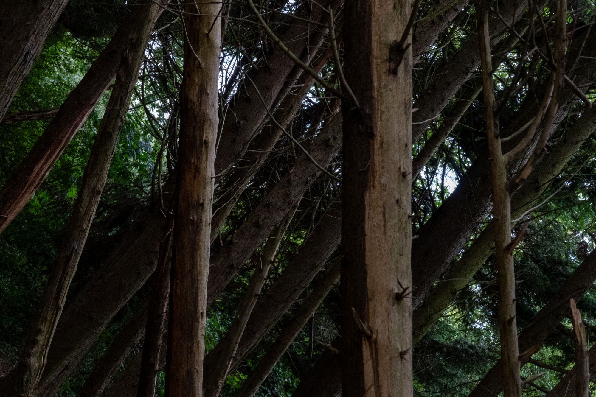 View of a forest, there's many tree trunks, but they're at different angles - some have fallen or are at quite an angle, but it's not clear which ones.