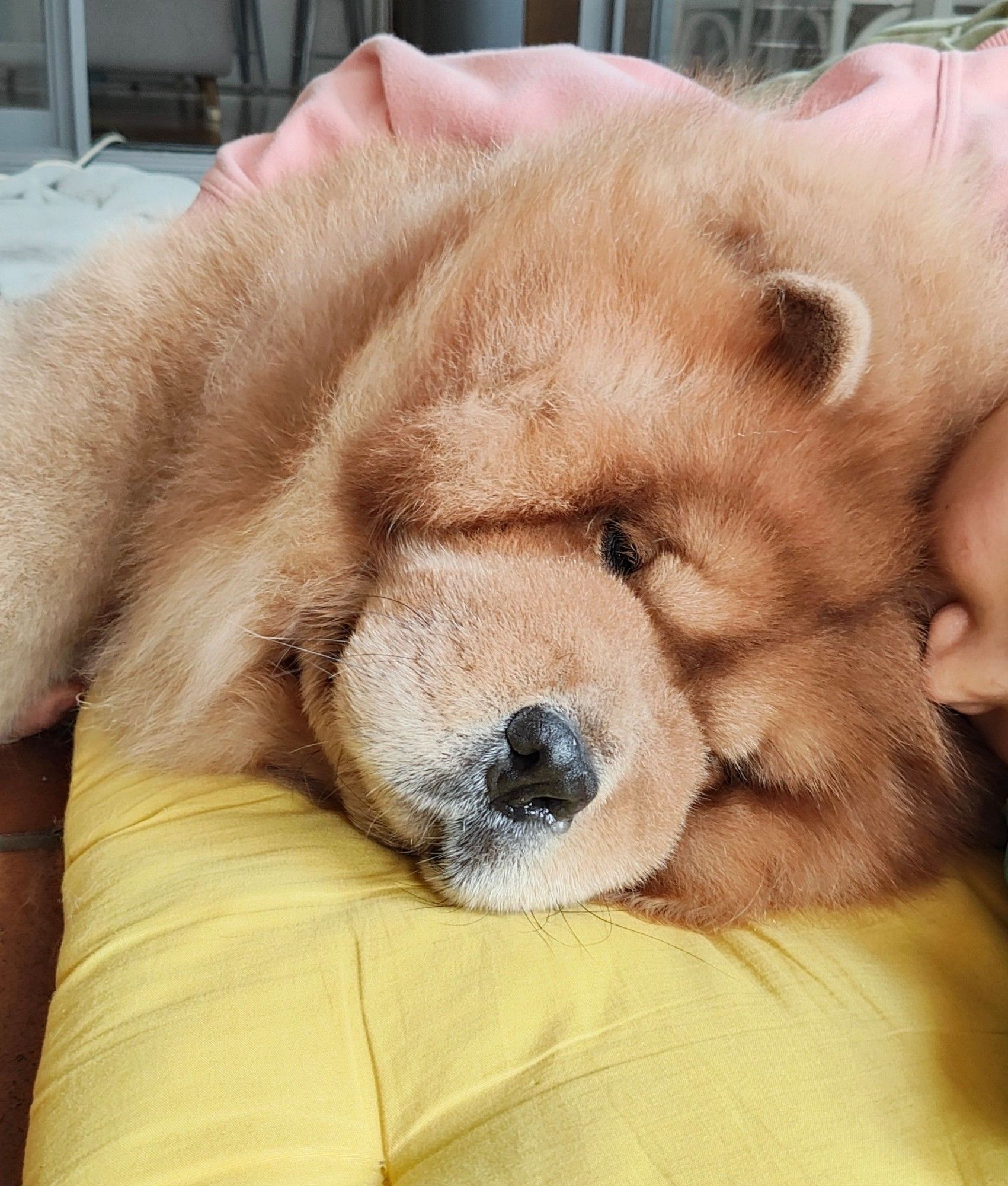 Dog resting head on pillow