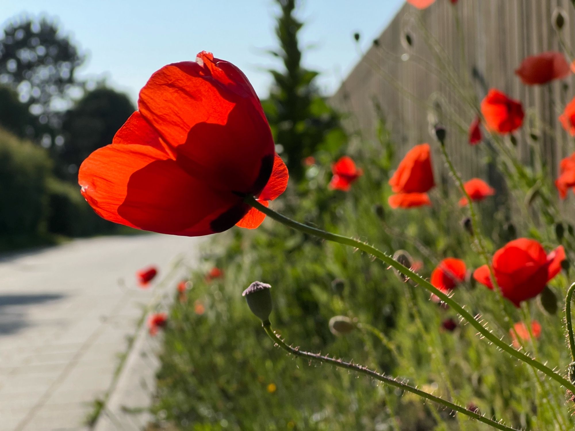 Neben einer Straße im Grünstreifen wachsen mehrere Mohnblumen. Die roten Blüten leuchten, weil sie von der Sonne angestrahlt werden.