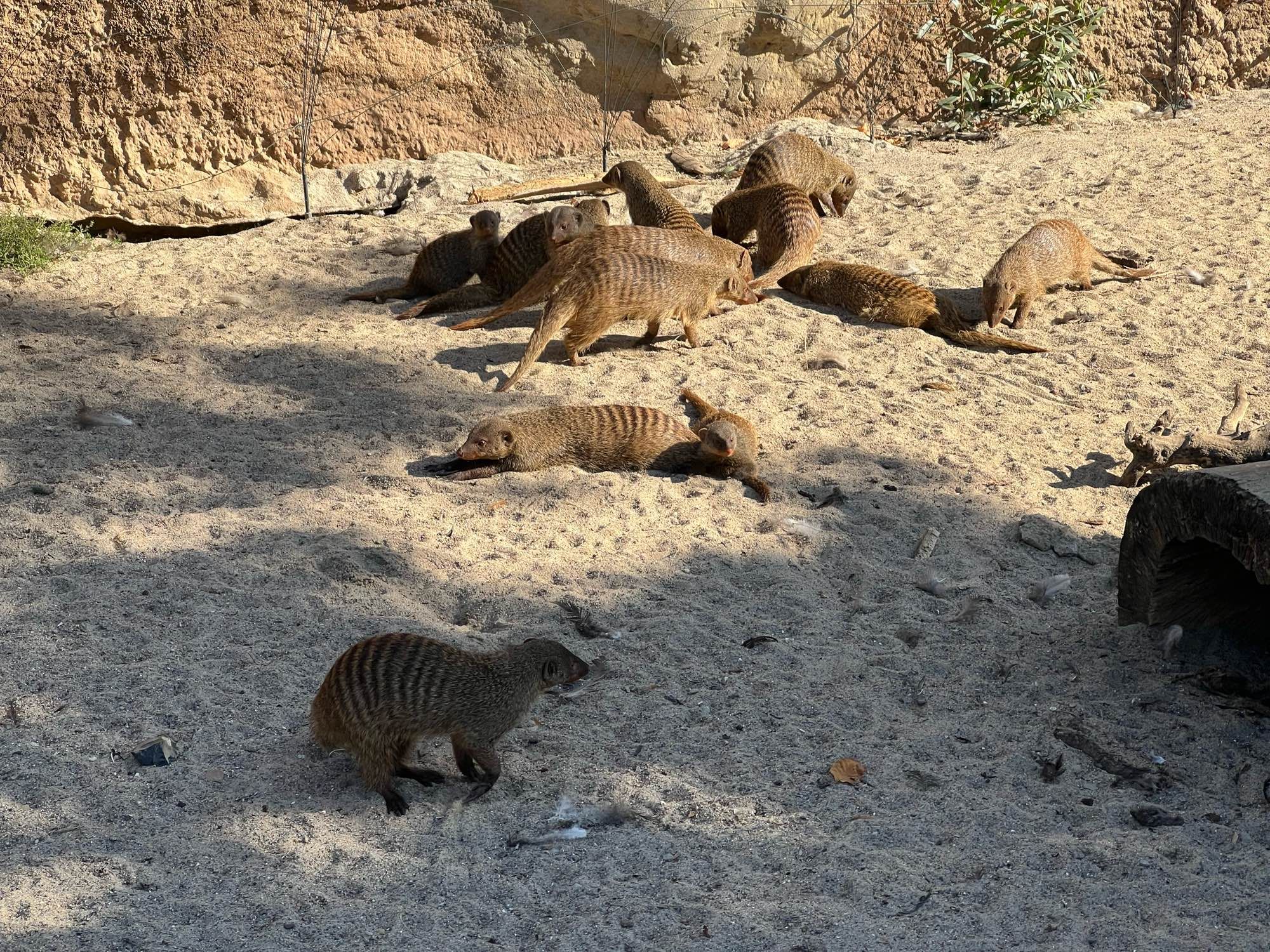 Zebramangusten auf Sandboden. Manche liegen faul in der Sonne, andere laufen durch die Gegend.