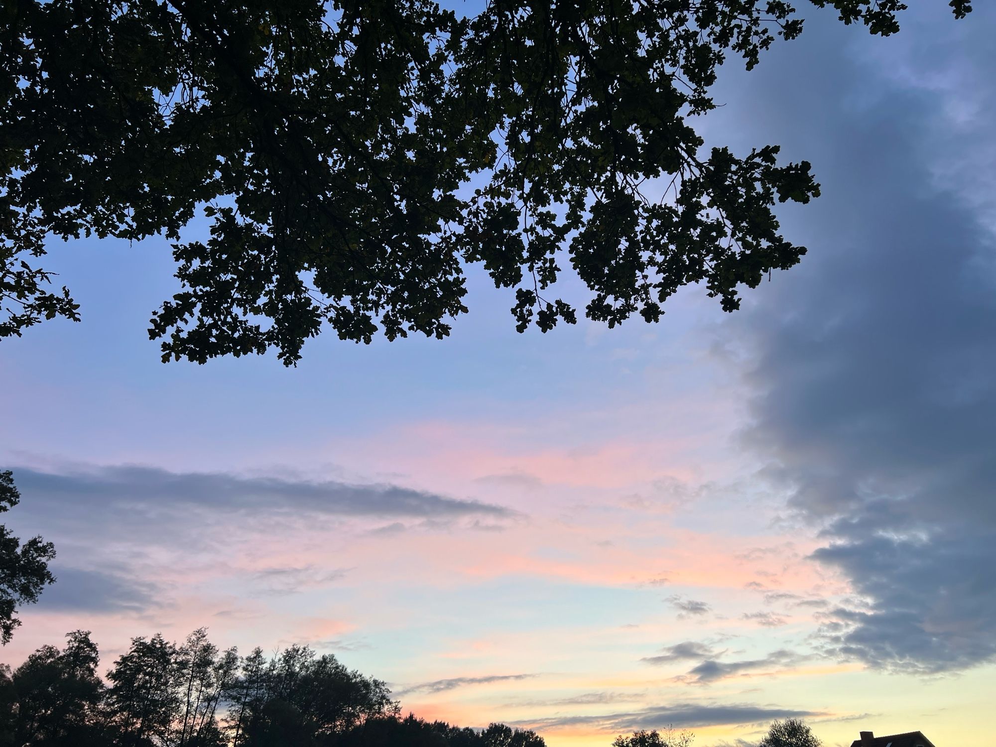 Wolken am rosa-blauen Himmel. Ein Baum mit Blättern ragt von oben ins Foto.