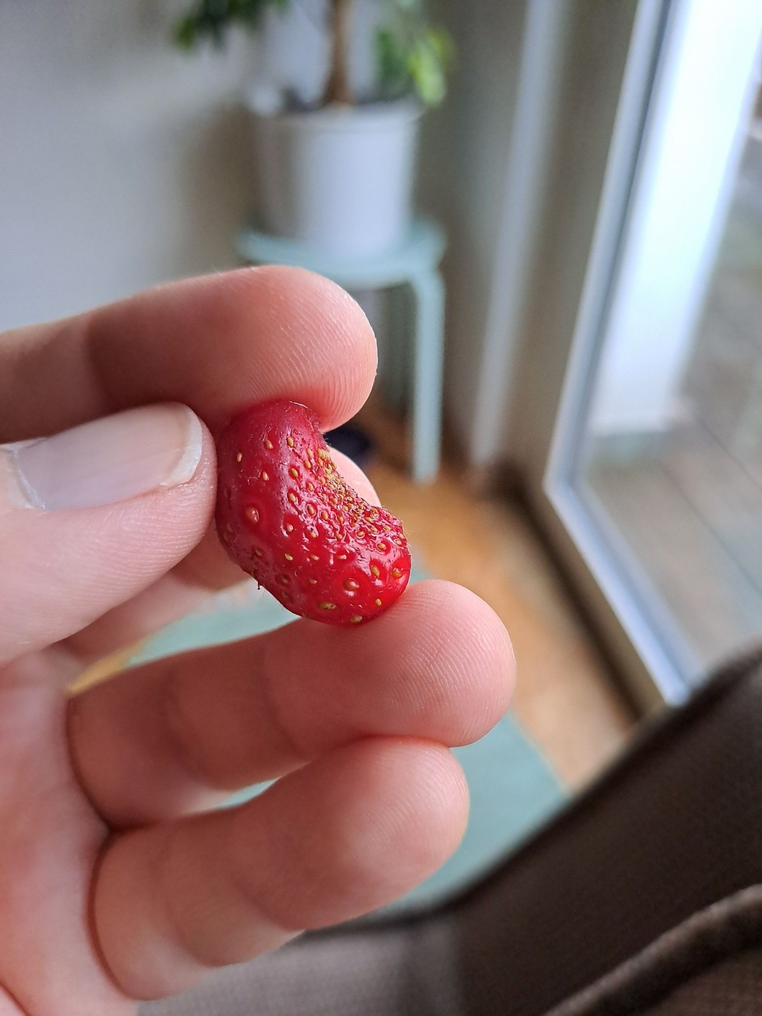 erdbeere in bohn größe, aus der vater kuek gartenzucht,, danke fürs lesen lg