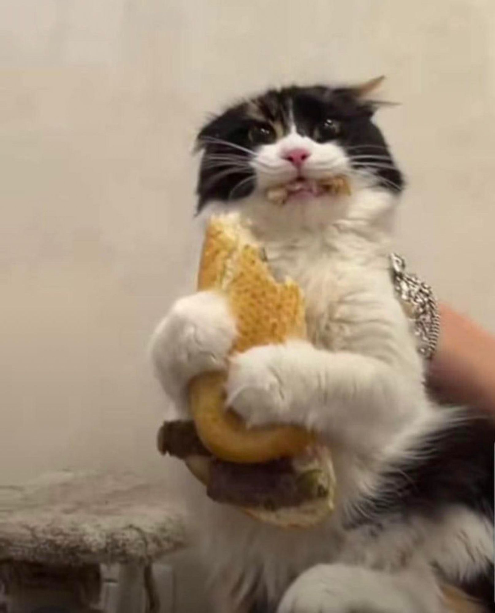 Un chat pris sur le fait en train de manger son meilleur sandwich au thon