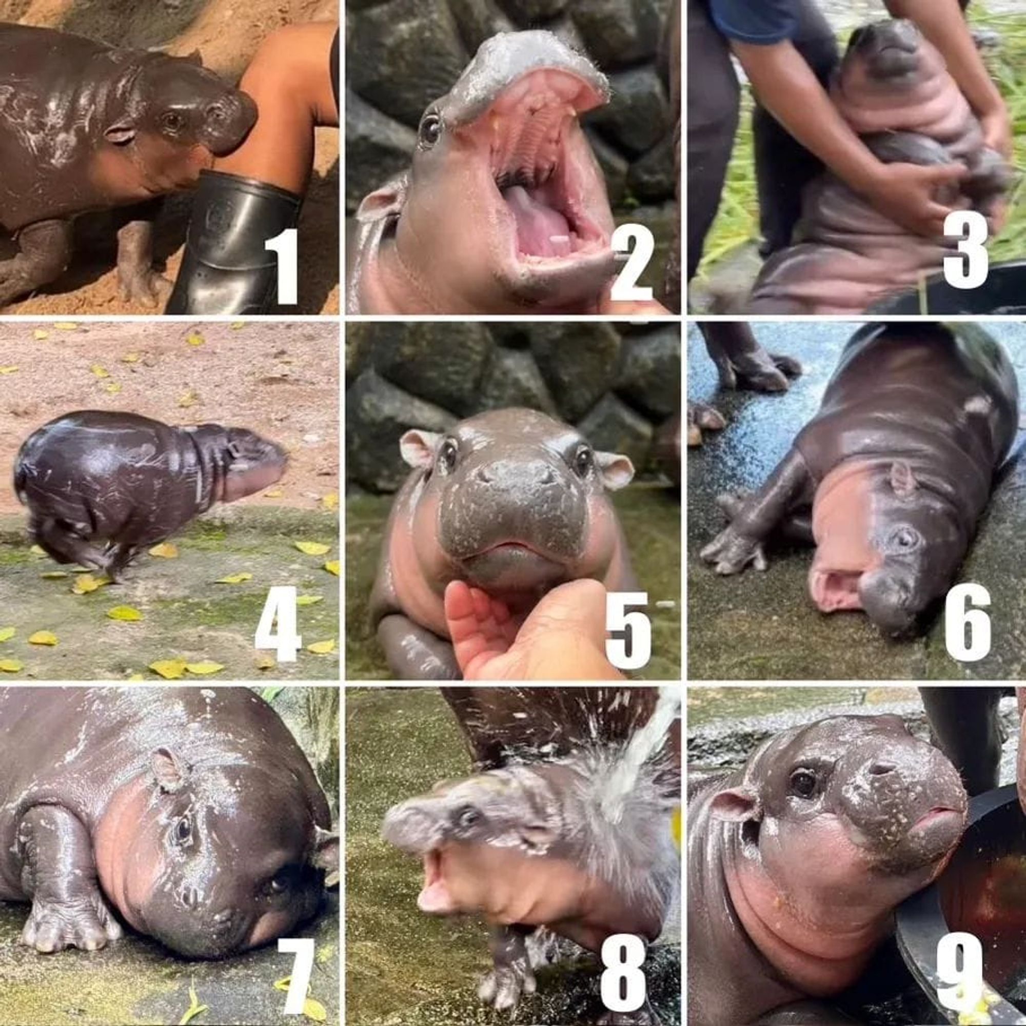 A grid of 9 photos of the baby hippo Moo Deng, labeled with numbers.

1. biting a human on the leg
2. mouth open very wide
3. looking up at a person holding on to her front legs from behind
4. running
5. looking straight into the camera as someone strokes her chin
6. laying on her side with her mouth open, as though vocalizing
7. laying partly on her belly and partly on her side, looking restful
8. mouth open, as though vocalizing, while getting hit with a stream of water from a hose
9. leaning her head up against a trough