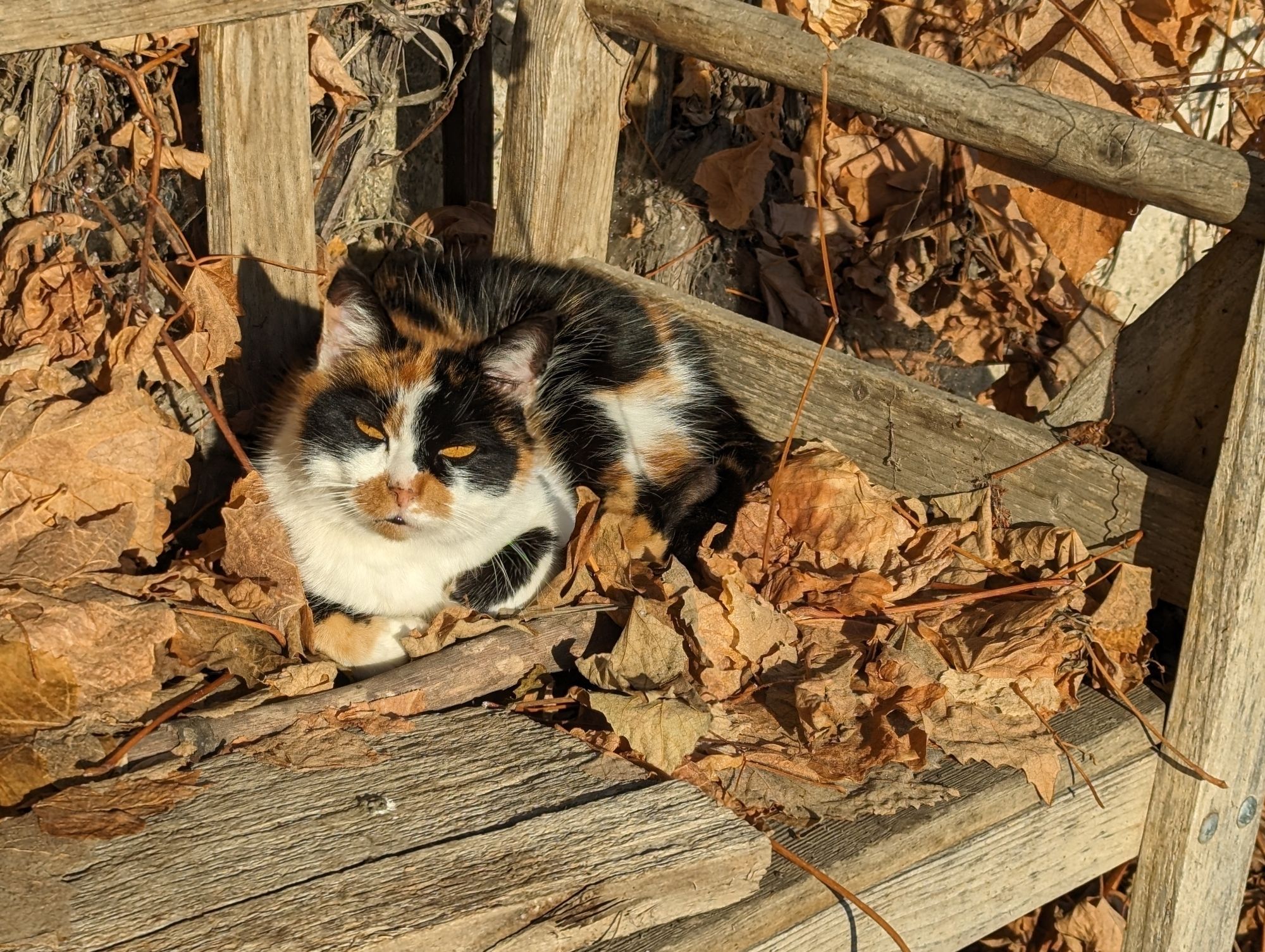 Cat sitting on a bench