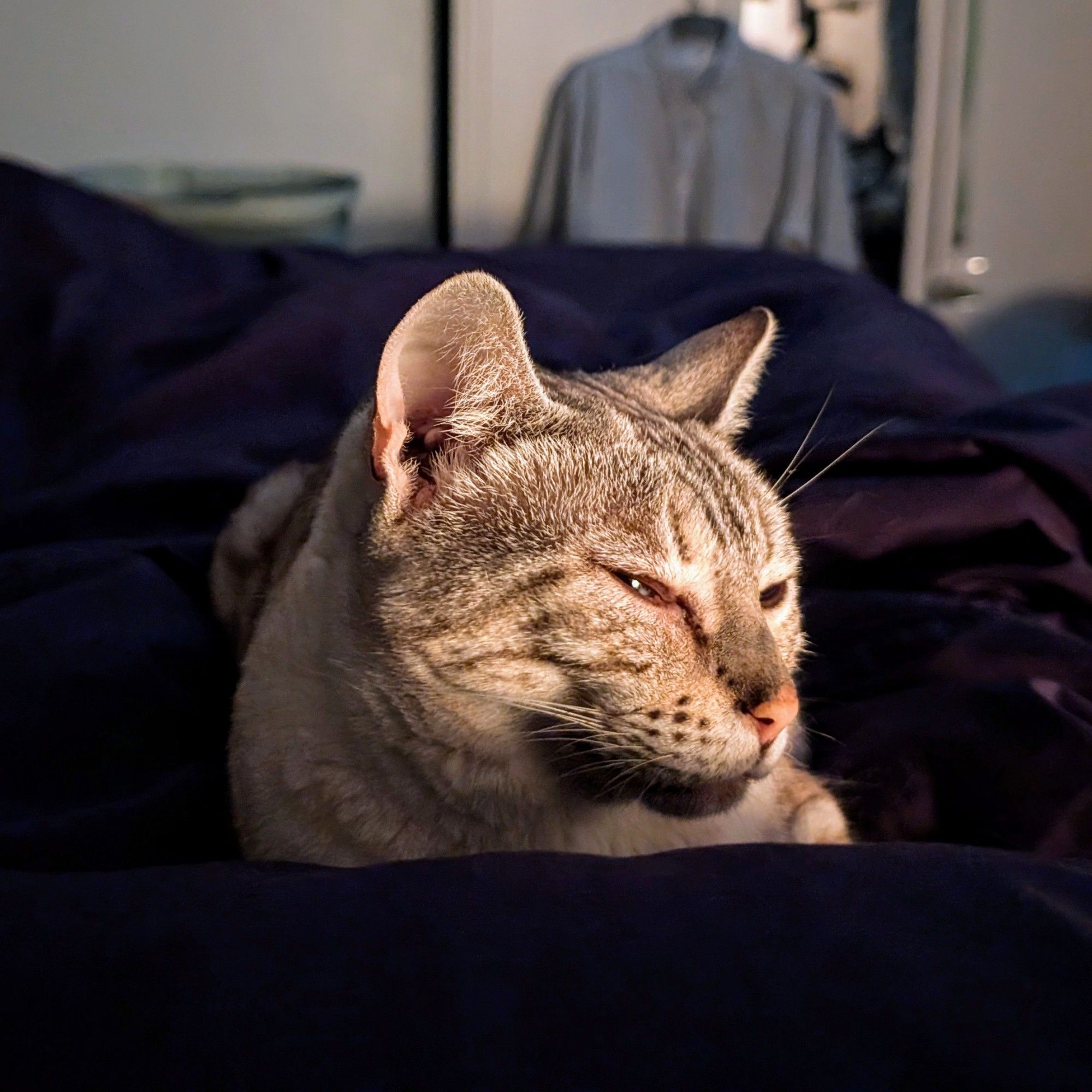 A Bengal cat called Luna sitting on the bed