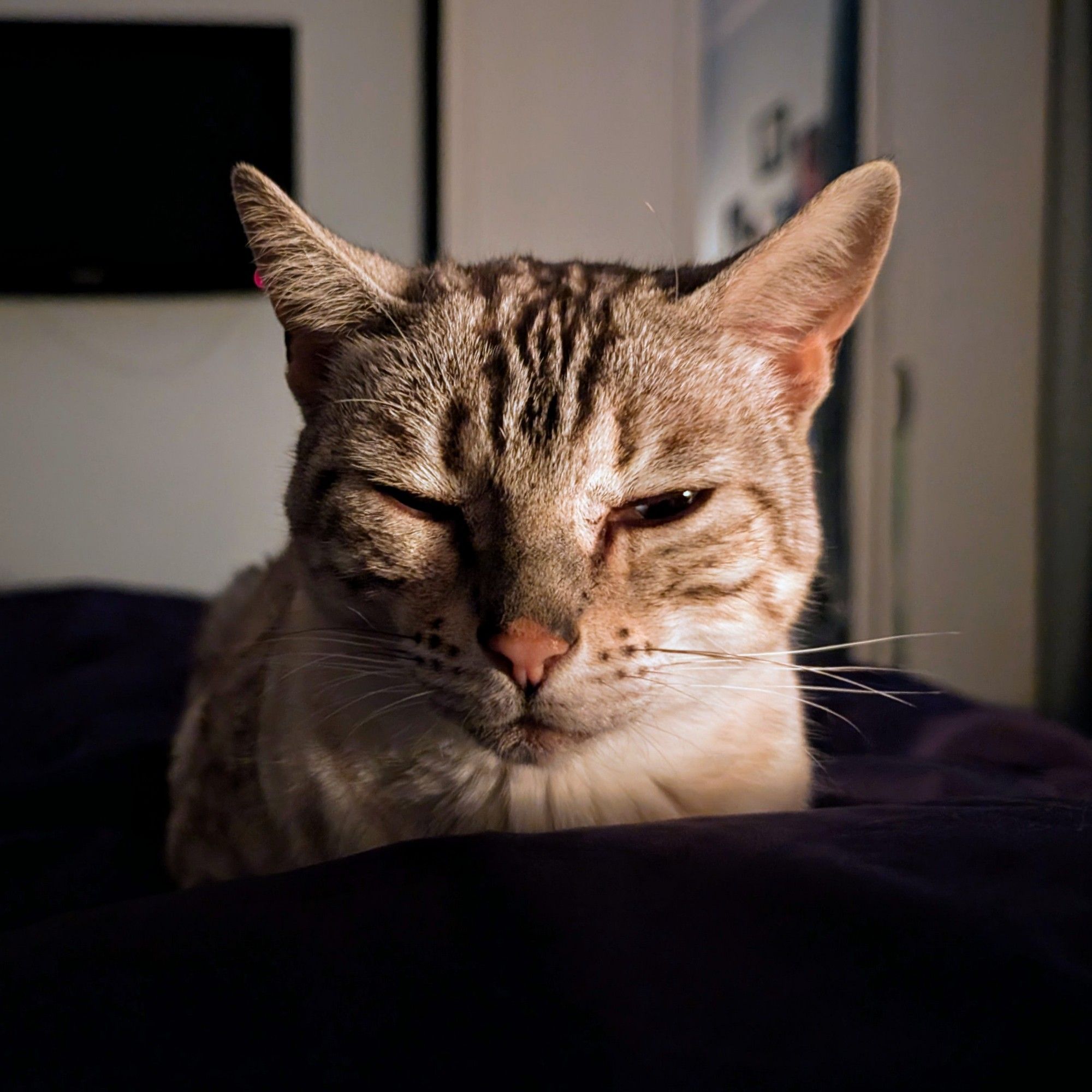 A Bengal cat called Luna sitting on the bed