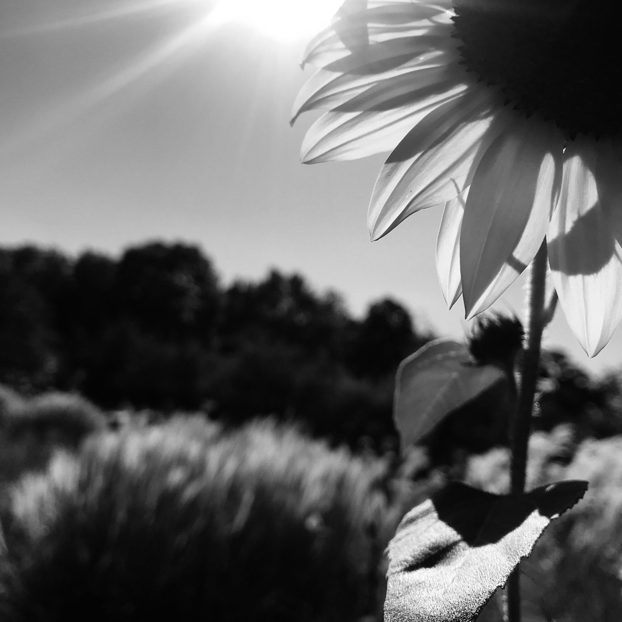 Halbe Sonnenblume in Gartenlandschaft und besonnter Lage.