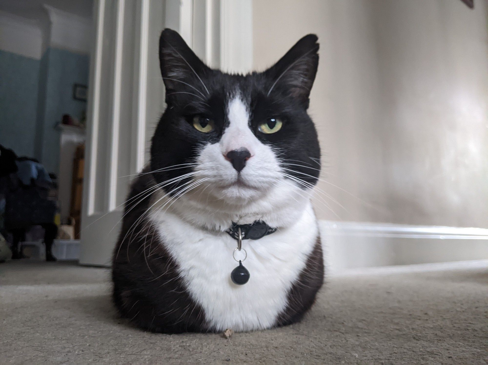 A handsome black and white tuxedo cat is lying on a beige carpet in the classic loaf formation. He wears a collar with a bell and has magnificent whiskers.