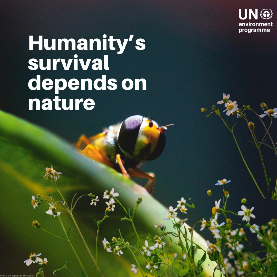 A close-up of a hoverfly on a green leaf surrounded by small white flowers, with a blurred dark background. Large white text reads: “Humanity’s survival depends on nature.” The UNEP logo appears in the top right corner.