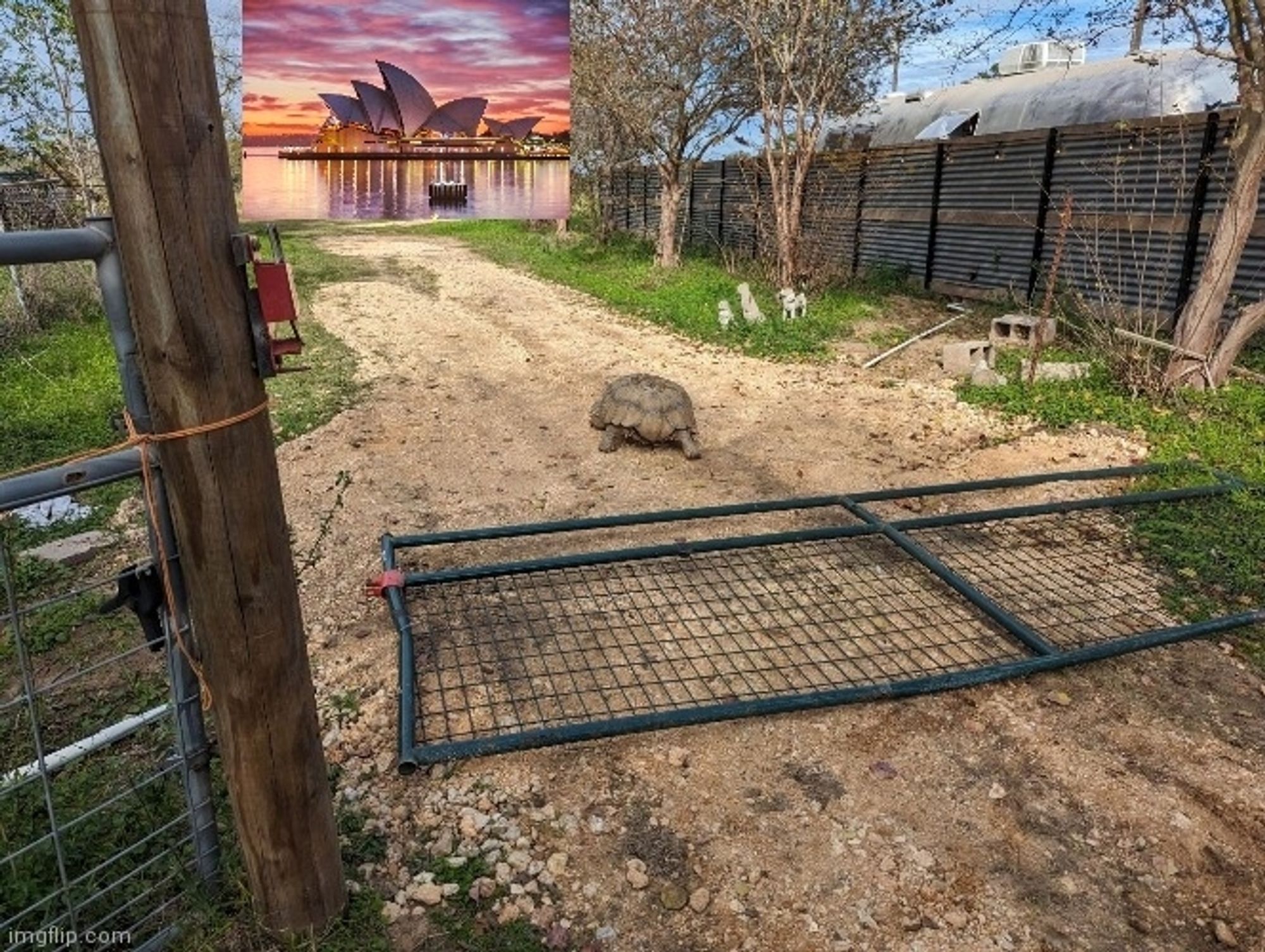 Jeremy an incredibly handsome tortoise made the mistake of reading the twitter replies and is now obsessed with Australia