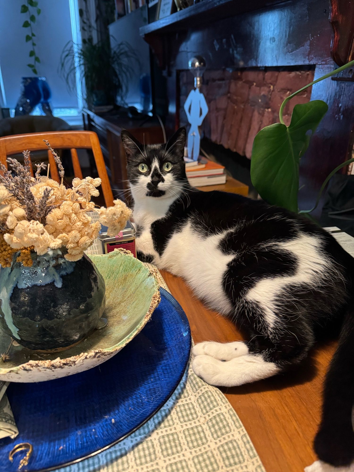 a black and white cat looking cute but surprised as she stares at the camera while lounging atop a brown wood dining table. she is framed to the left by a vase with dried flowers and to the right by a big leaf.