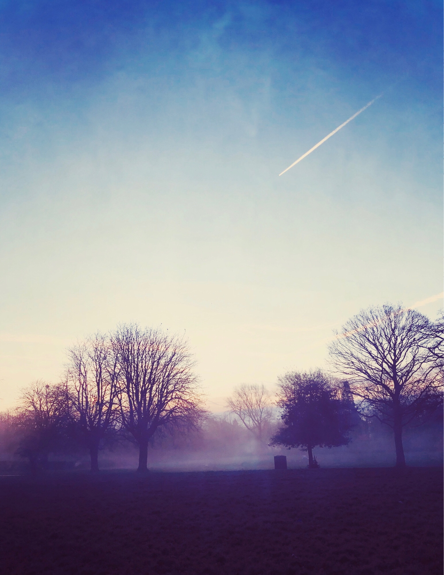 Trees in the mist as the sun comes up behind them.