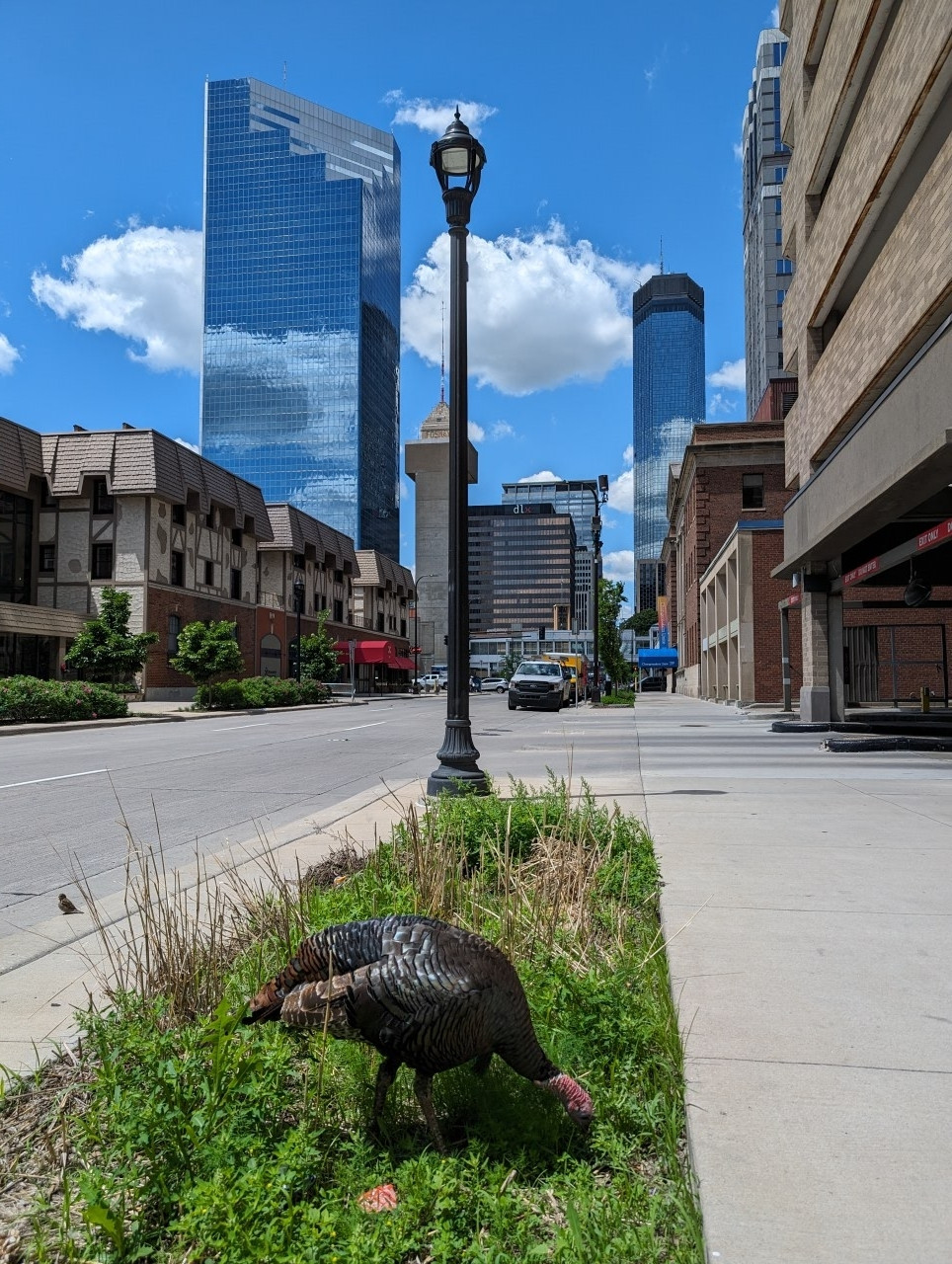 Turkey grazing on 8th St in Downtown Minneapolis