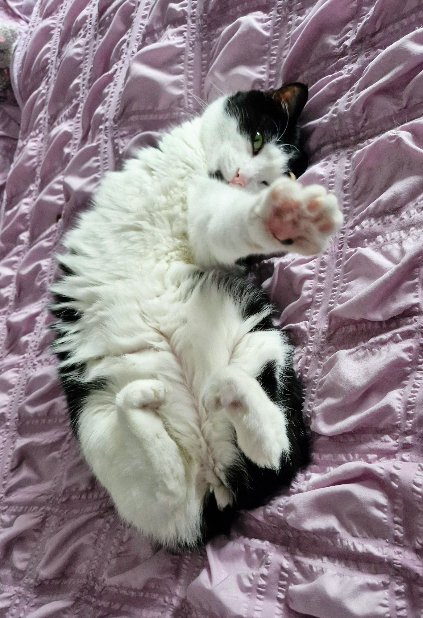 Dougie, the black and white three-legged none tail cat, is in his back on the bed. His back feet are curled up, his front paw is reaching out towards the camera, and his belly is extremely fluffy and soft.