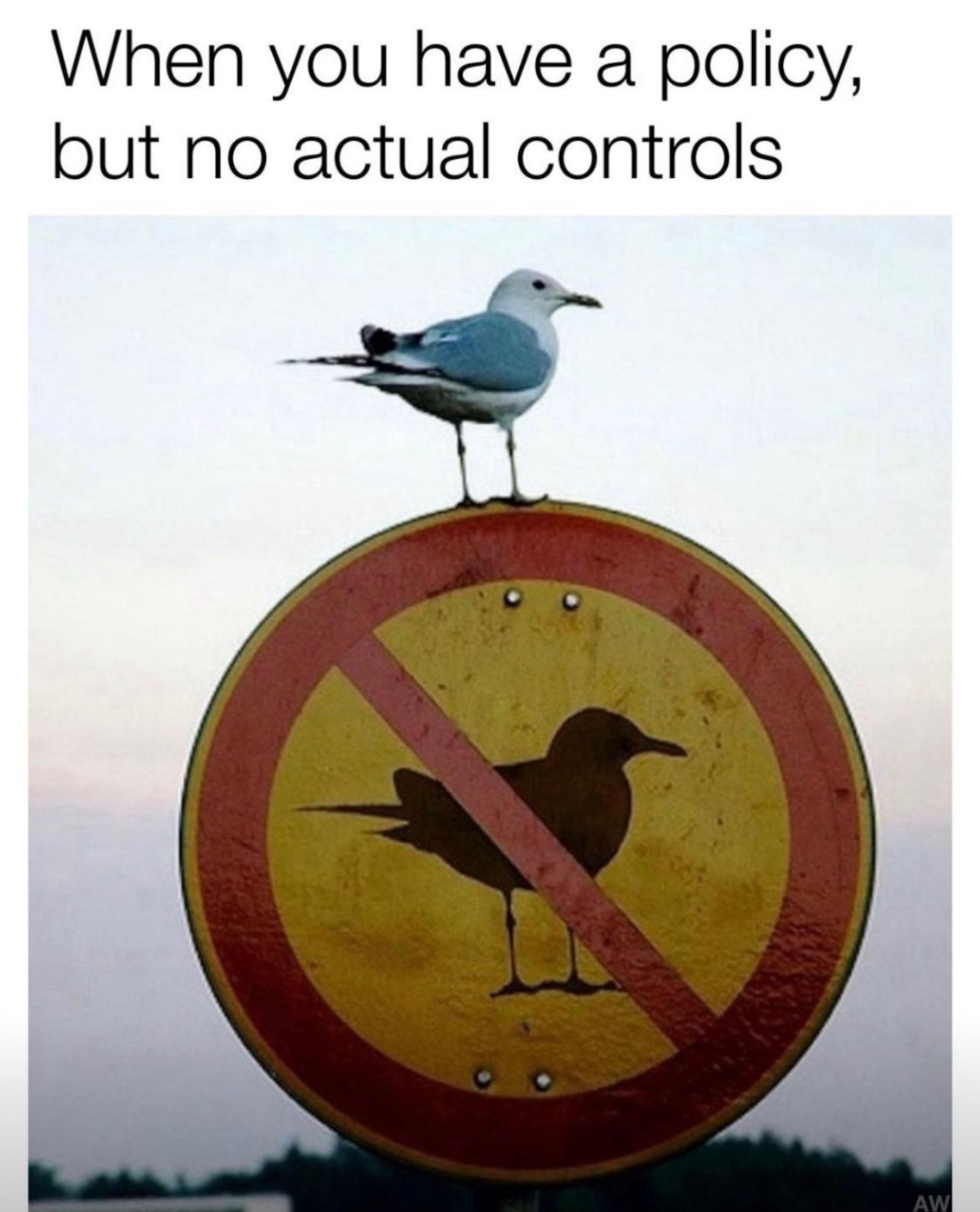 When you have a policy, but no actual controls. Image shows a seagull standing on top of a sign that says no seagulls.