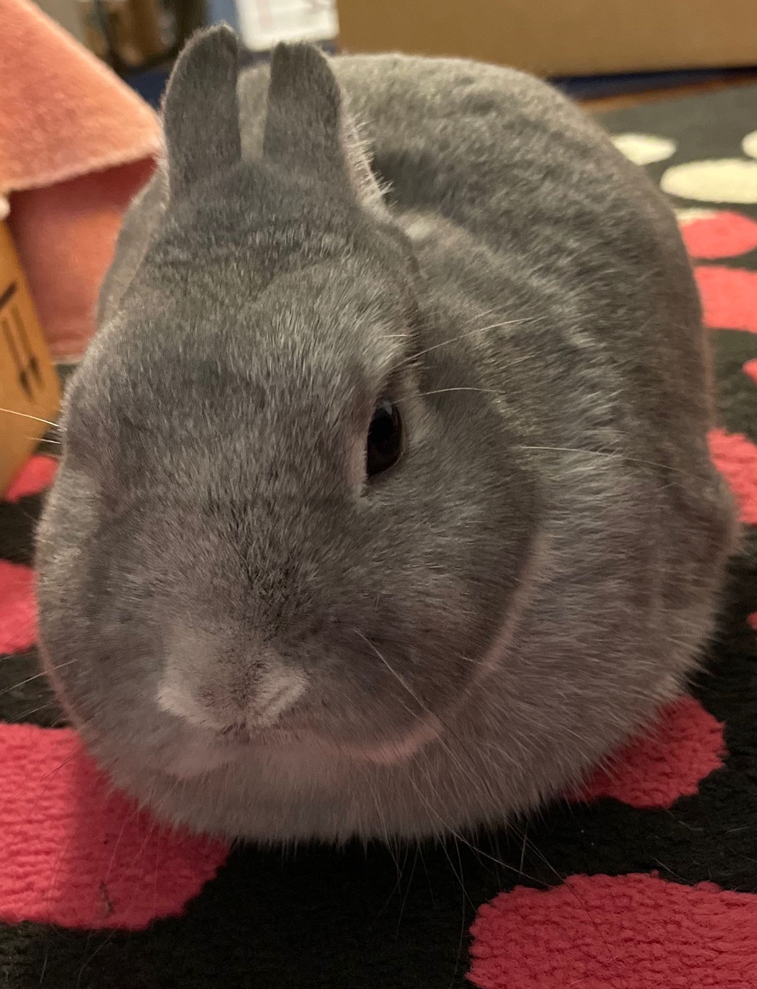 Small gray rabbit, looking into the camera in ball mode