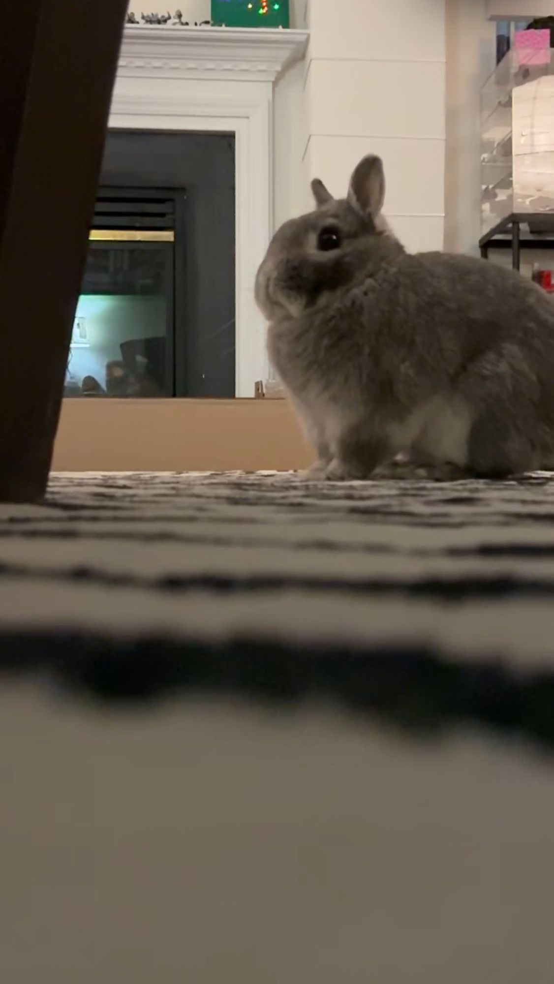 Small gray Rabbit on a white rug