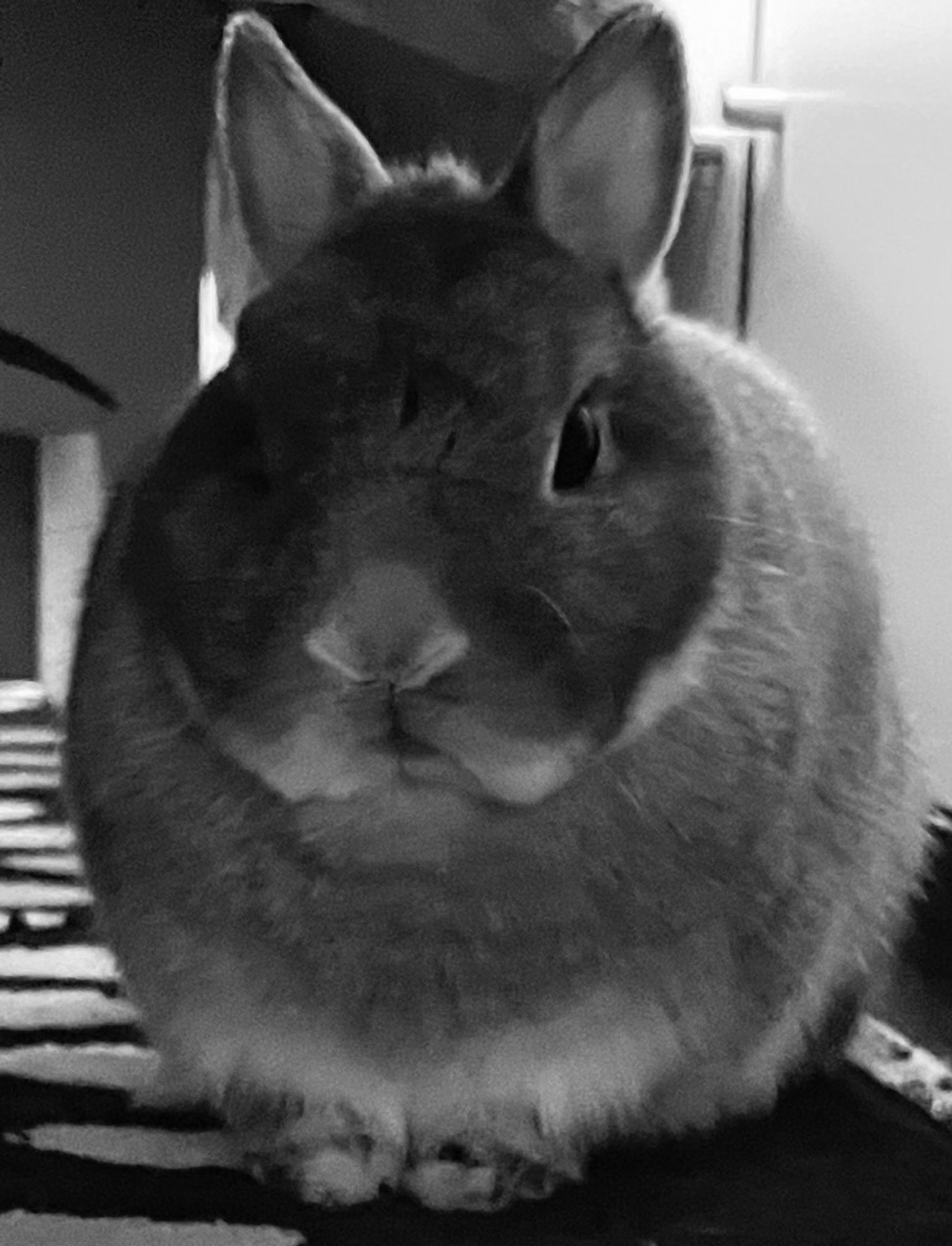 Black-and-white photo of gray rabbit, facing the camera ominously