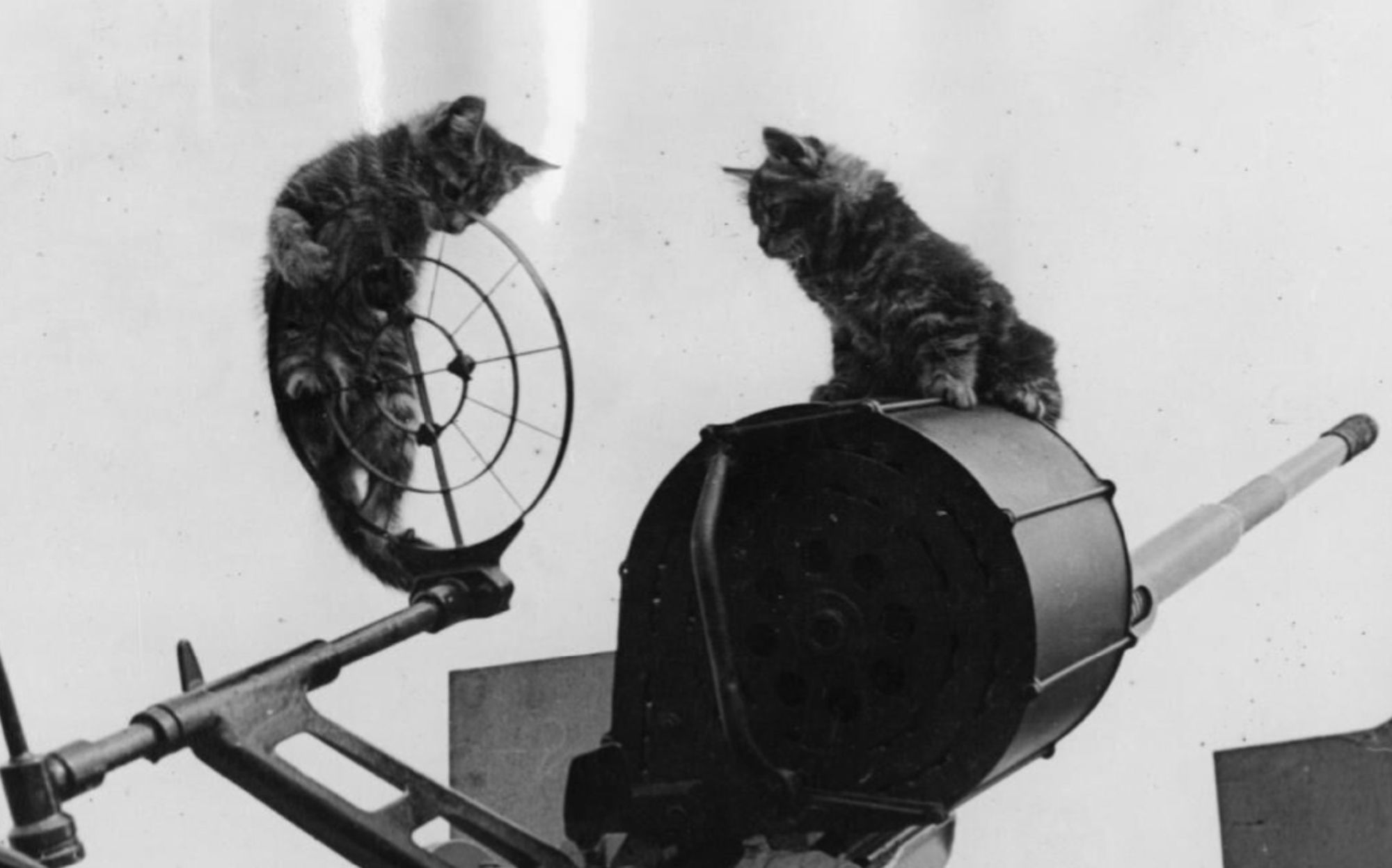 Black and white photo of two young cats climbing on an Oerlikon gun.