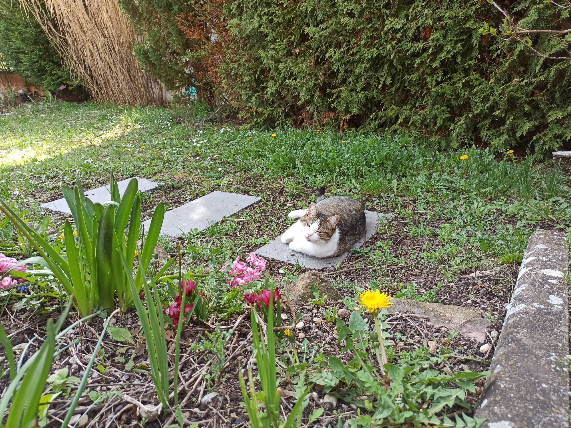 One of our cats resting in the garden.