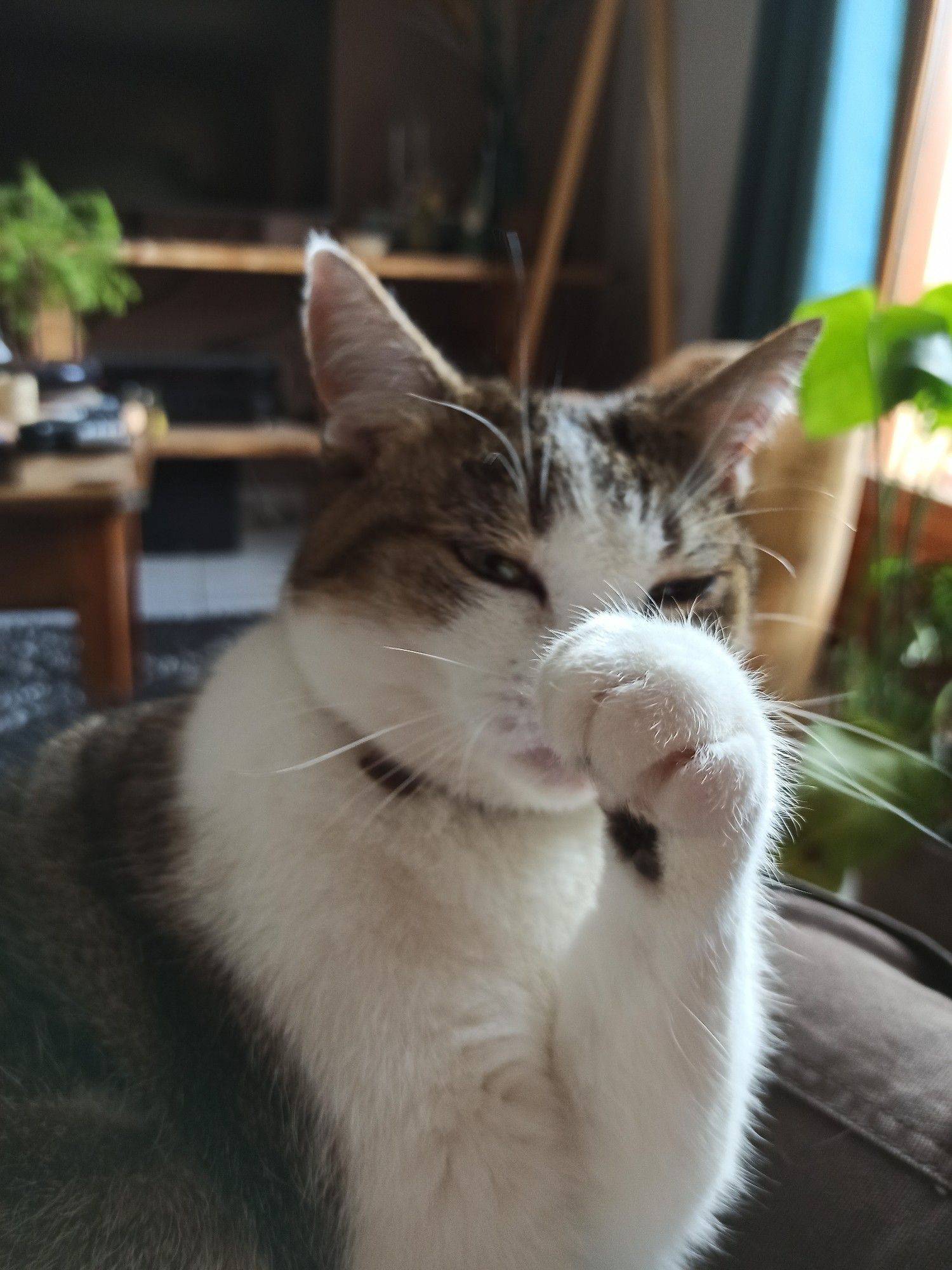 Picture of my cat holding her paw.