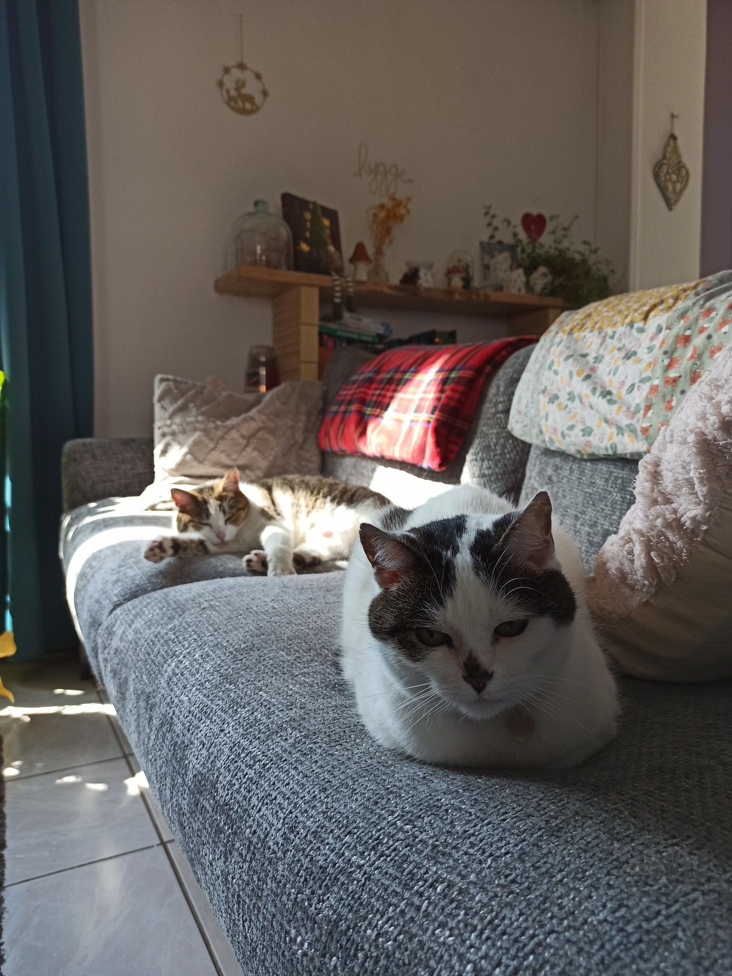 Two cats chilling on a sofa.