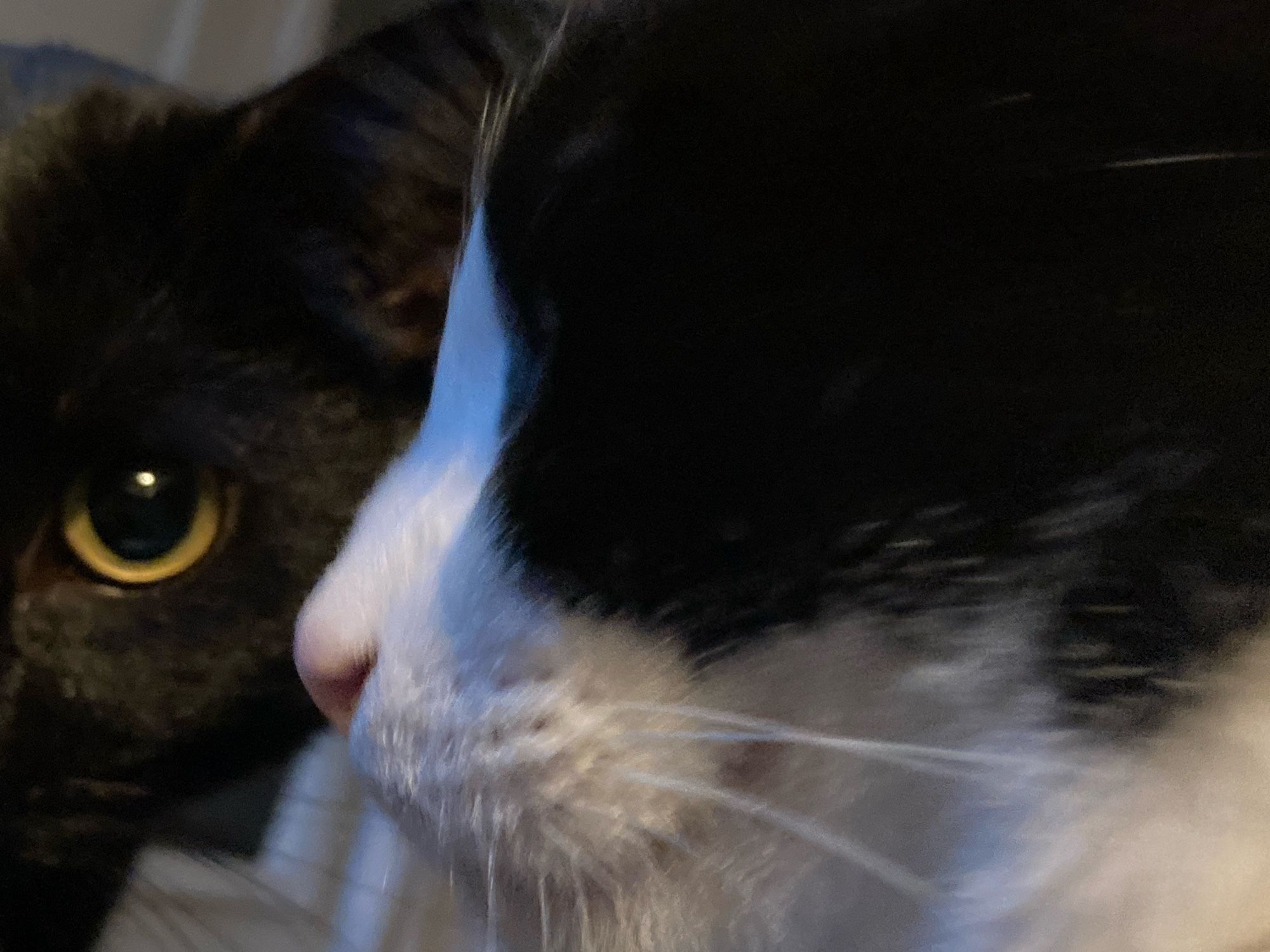 Close up of very heavy black and tuxedo cats that are laying on the cameraholder. The have activated neutronium lock.